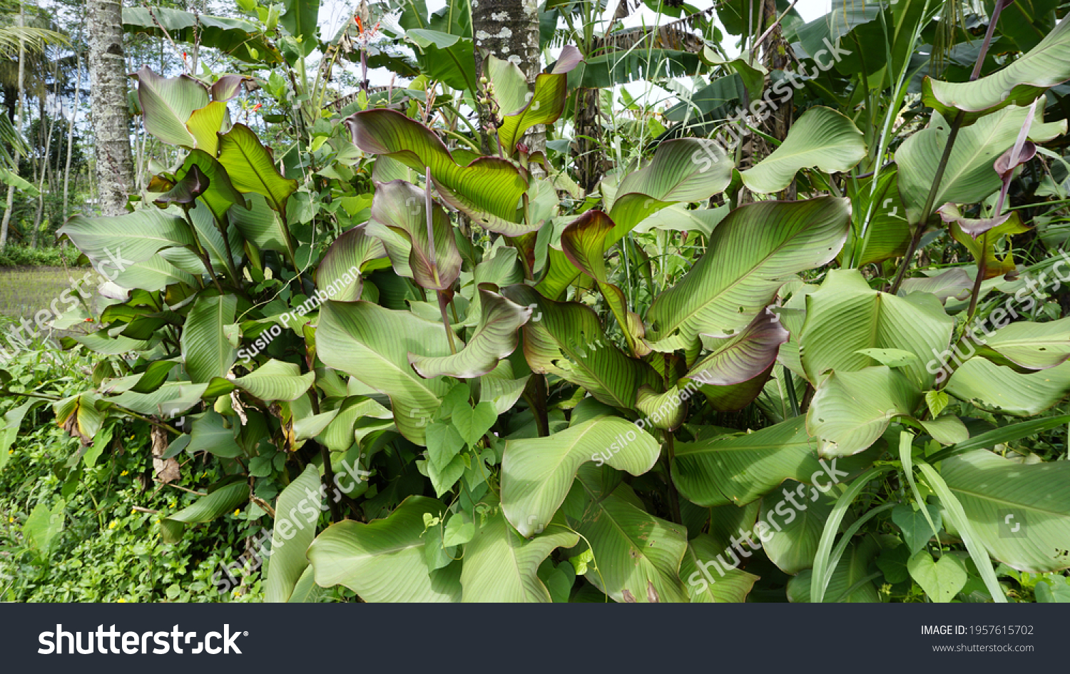 canna-discolor-common-names-starch-edible-stock-photo-1957615702