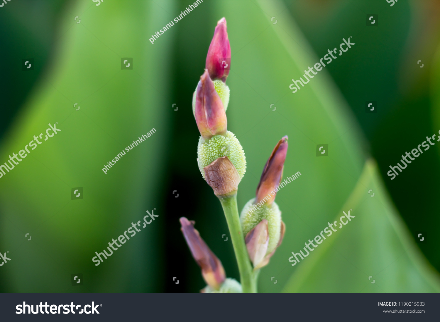 Canna Indica Flower Buds Blooming Away Nature Stock Image 1190215933