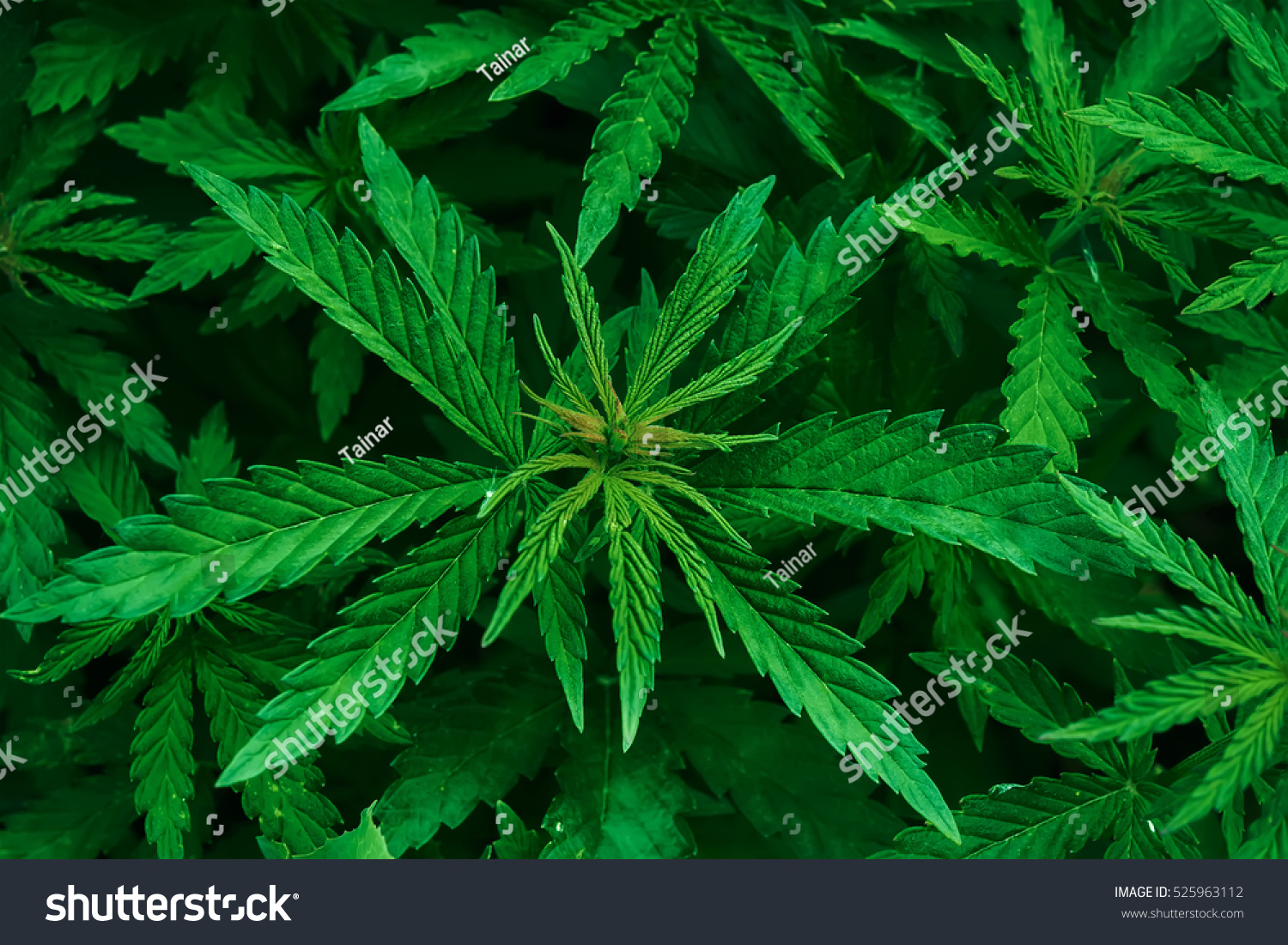 Natural Cannabis Plant Food Natural Cannabis Plant Food