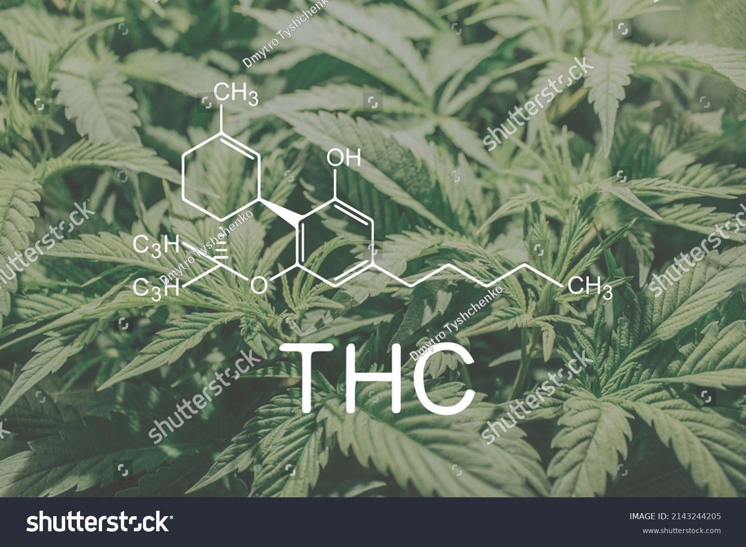 Cannabis Plants Chemical Formula Thc Tetrahydrocannabinol Stock Photo ...