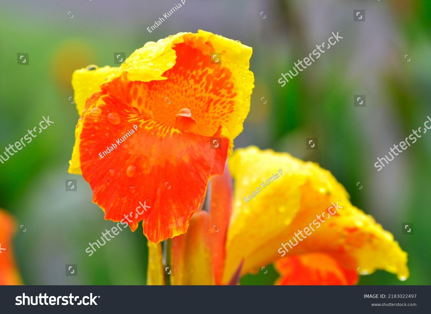 cannaceae-member-flowering-plant-family-according-stock-photo