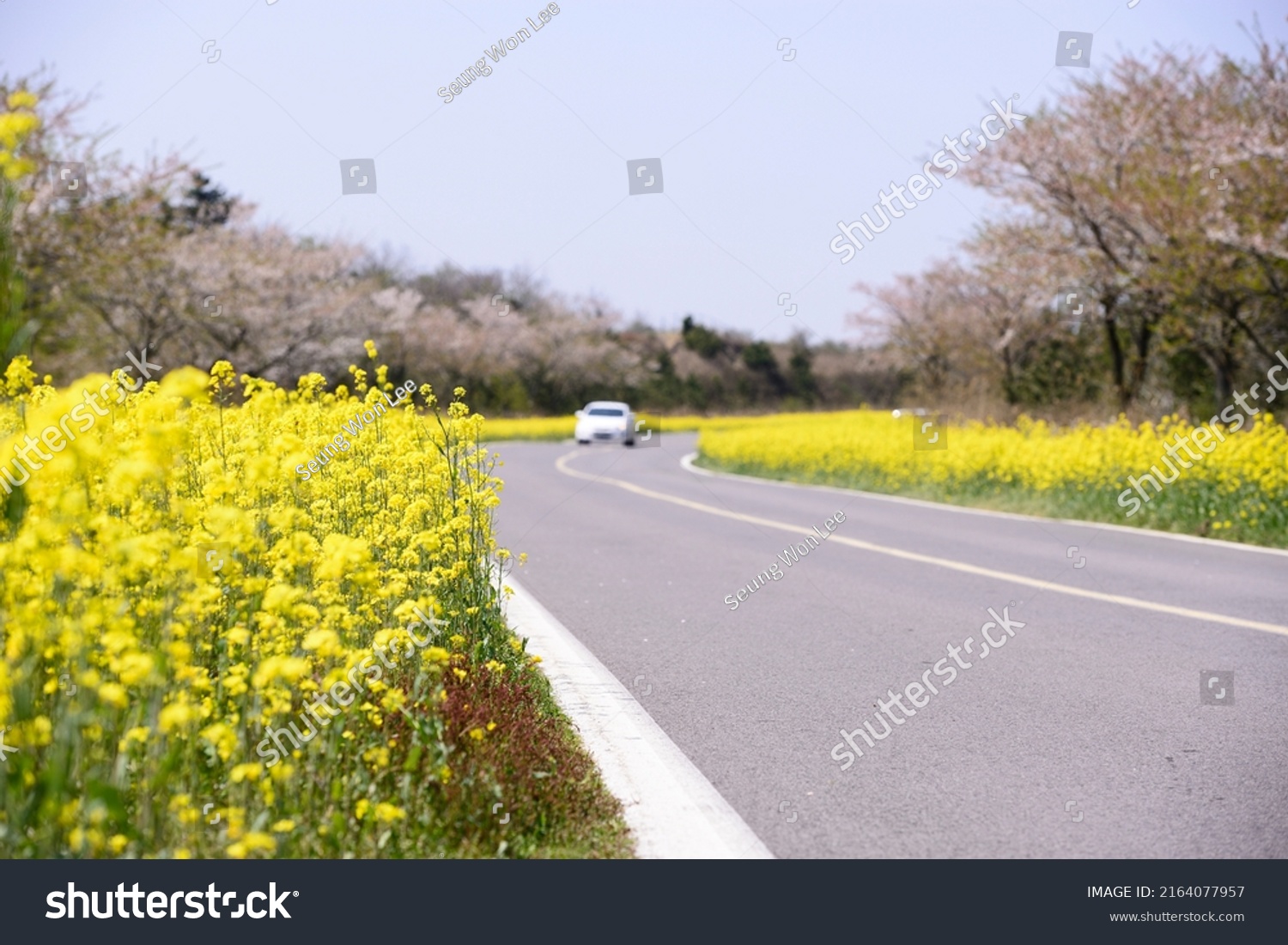 Canola Flowers Noksanro Jeju South Korea Stock Photo 2164077957 ...