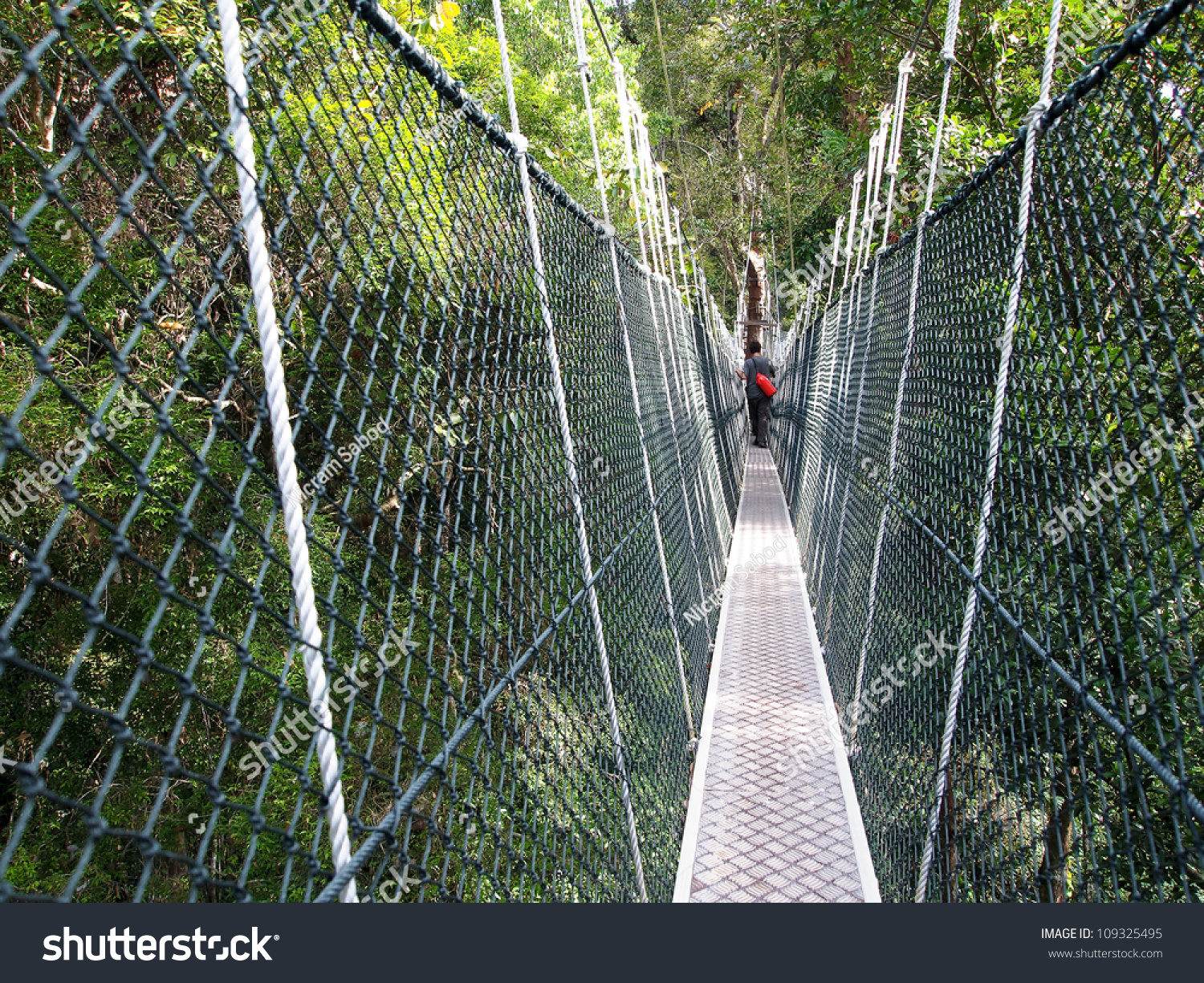 Canopy Bridge Taman Negara Malaysia Stock Photo 109325495 | Shutterstock