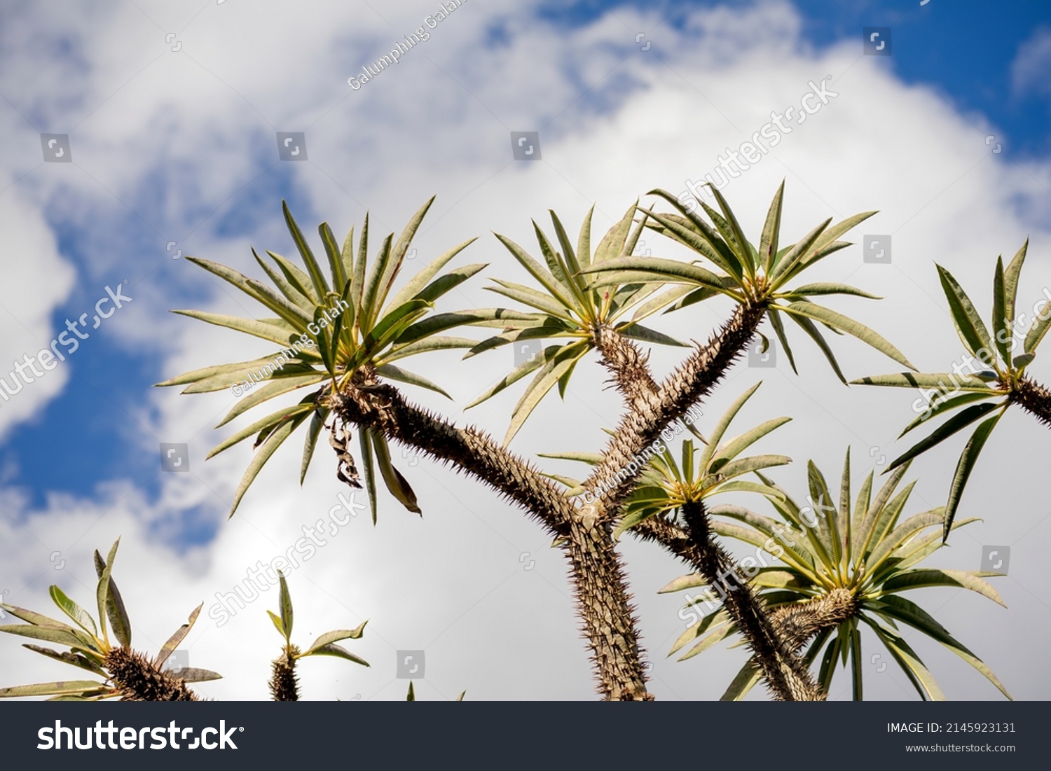 Canopy Madagascar Palm Tree Silhouetted Against Stock Photo 2145923131 ...