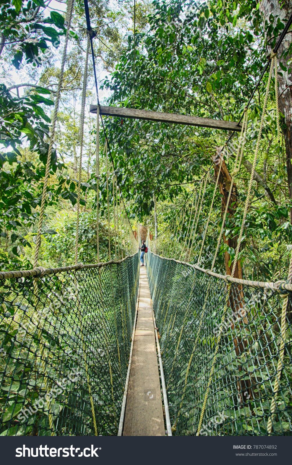 Canopy Walk Taman Negara National Park Stock Photo Edit Now 787074892