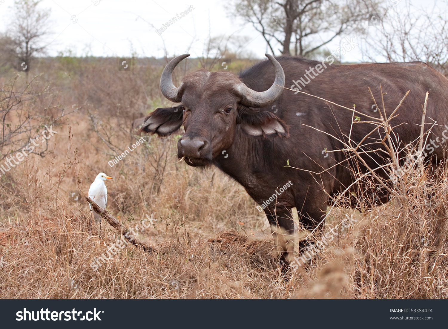 Cape Buffalo Grazing Cattle Egrets Showing Stock Photo Edit Now