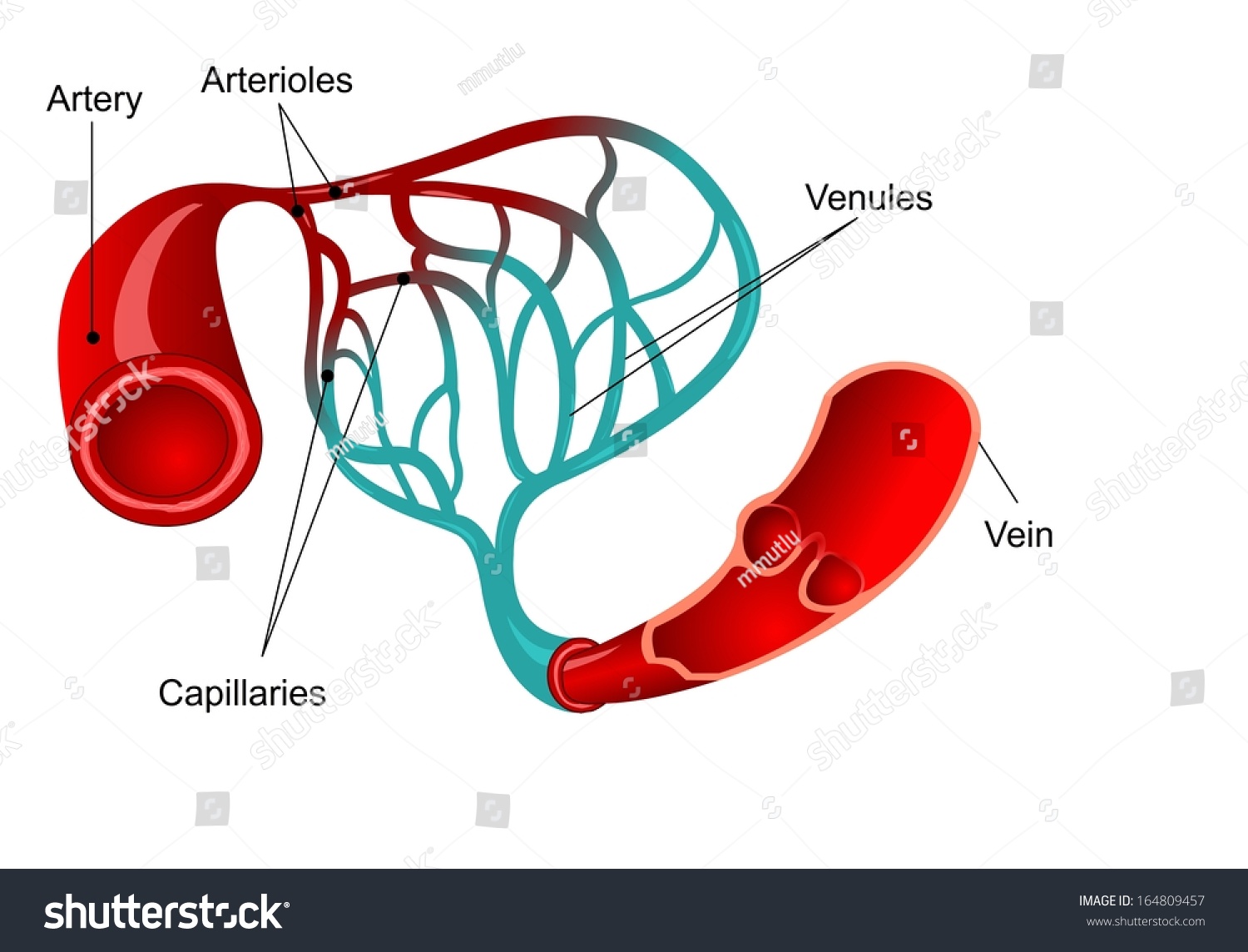 Capillary With Words Of Parts Stock Photo 164809457 : Shutterstock
