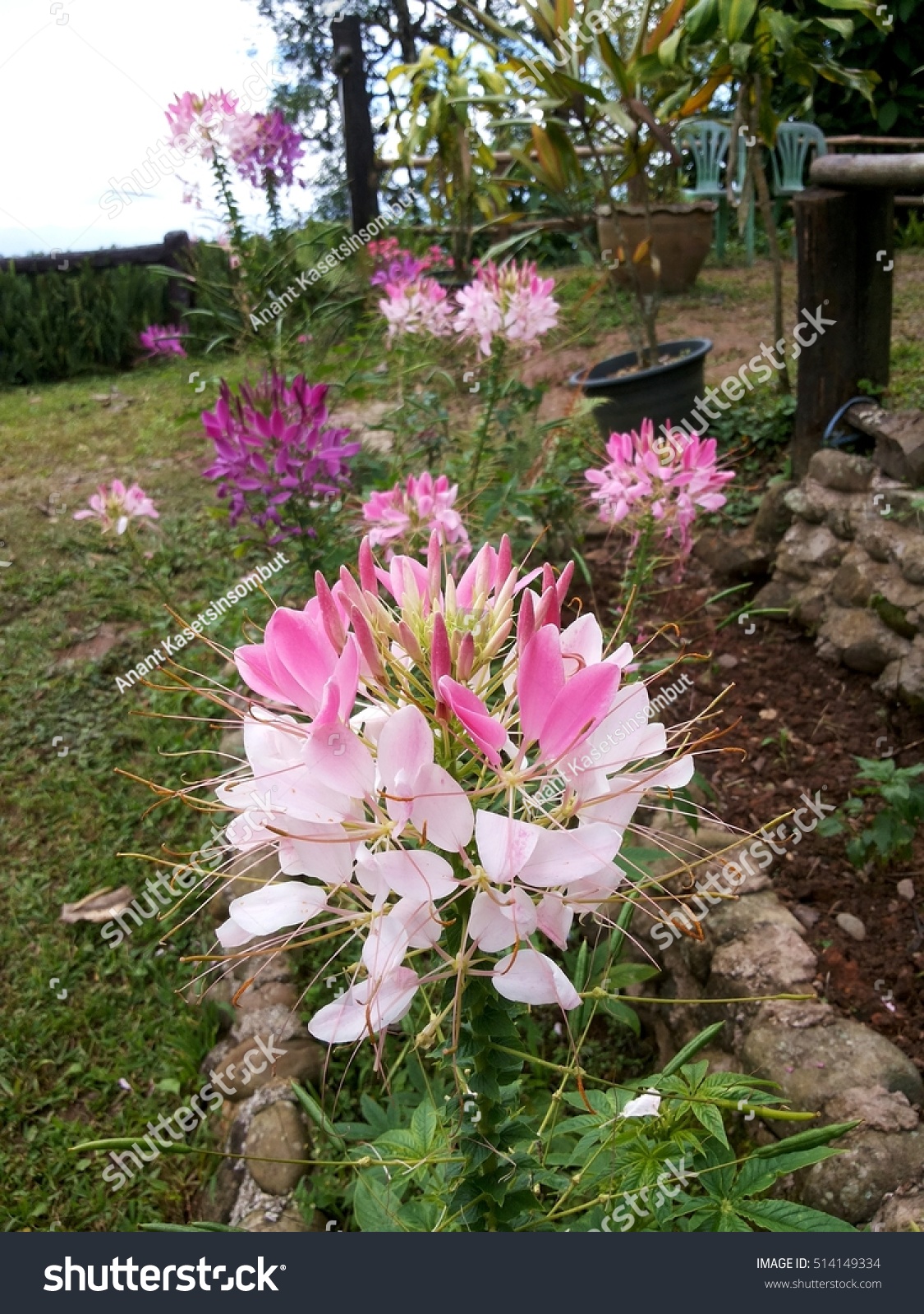 Capparidaceaeoddly Shaped Pink Flowers Arranged Lotusshapecleome Nature Stock Image 514149334