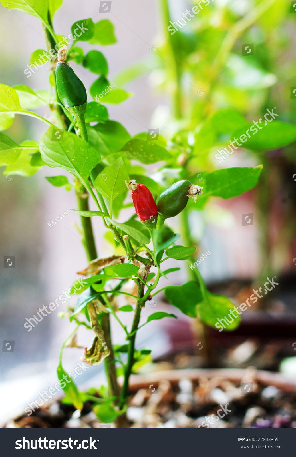 Capsicum Annuum Cultivation Red Green Chili Stock Photo Edit Now