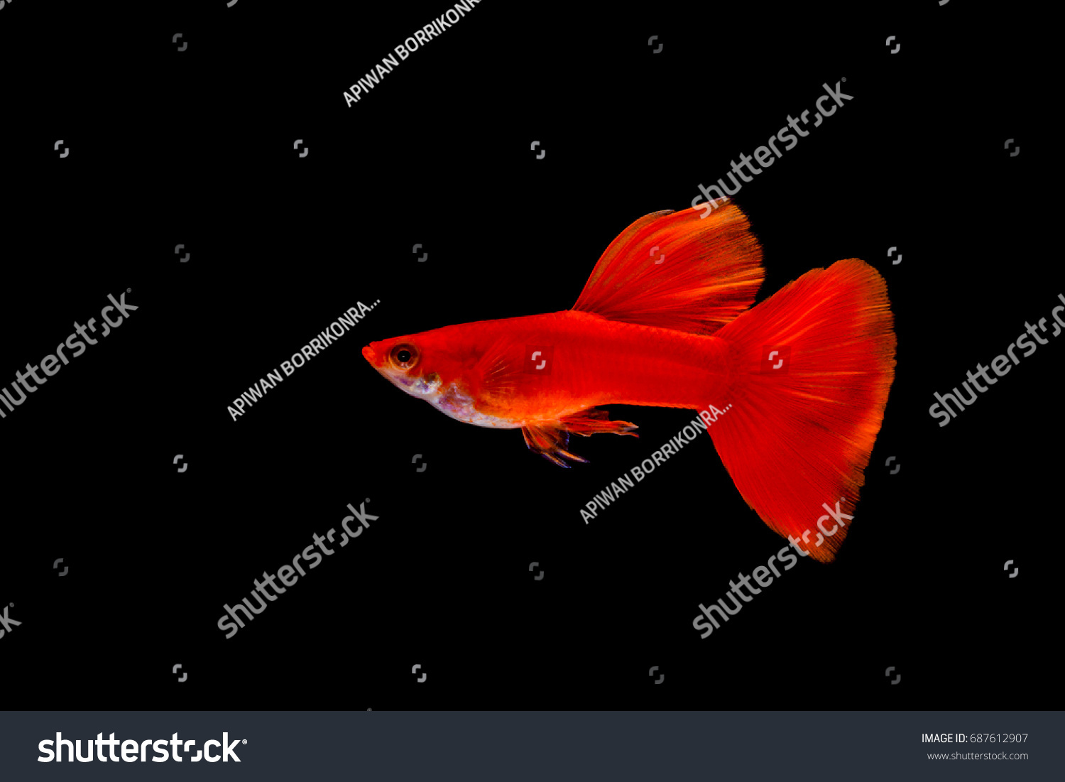 657 Guppy breed Images, Stock Photos & Vectors | Shutterstock