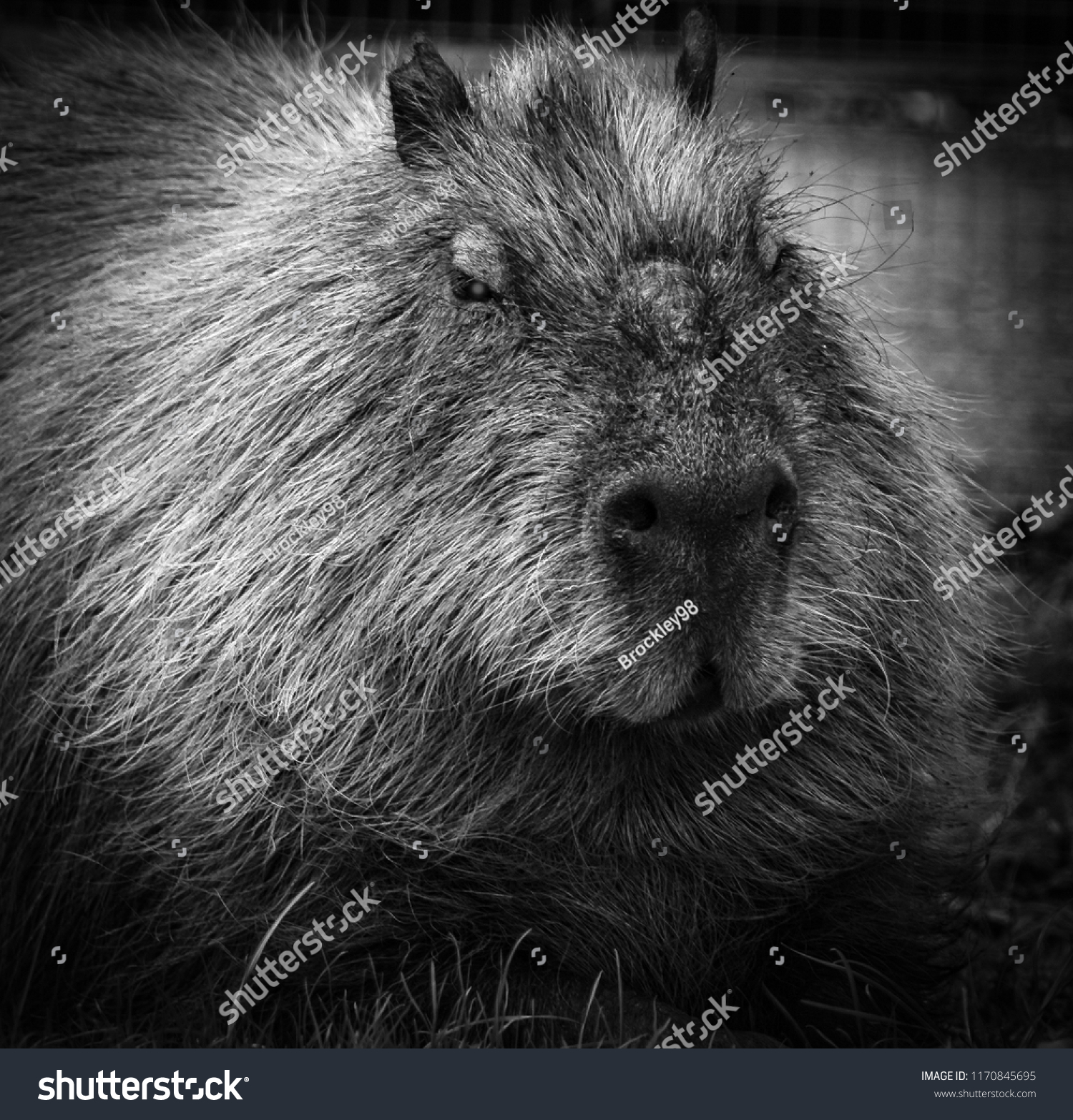 Capybara Portrait Black White Stock Photo 1170845695 | Shutterstock