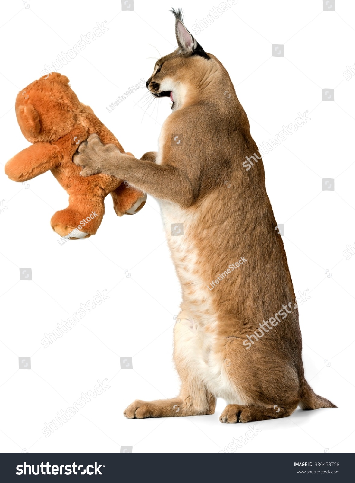 caracal stuffed animal