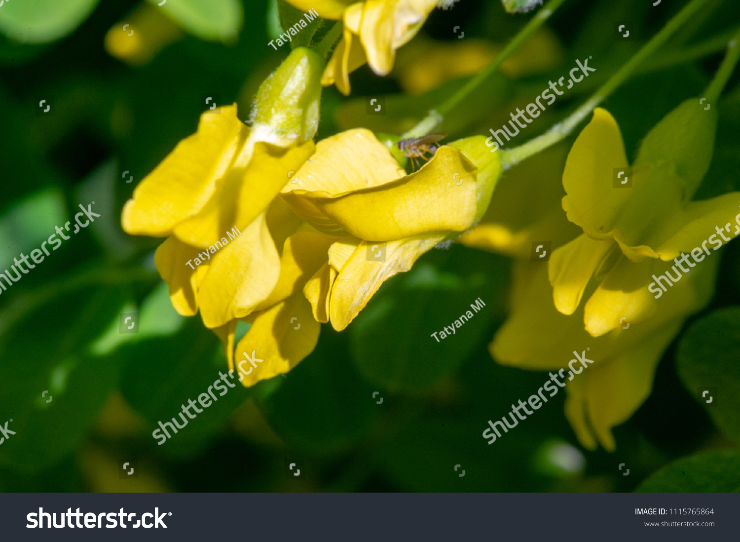 Caragana Arborescens Siberian Peatree Caragana Species Stock Photo ...