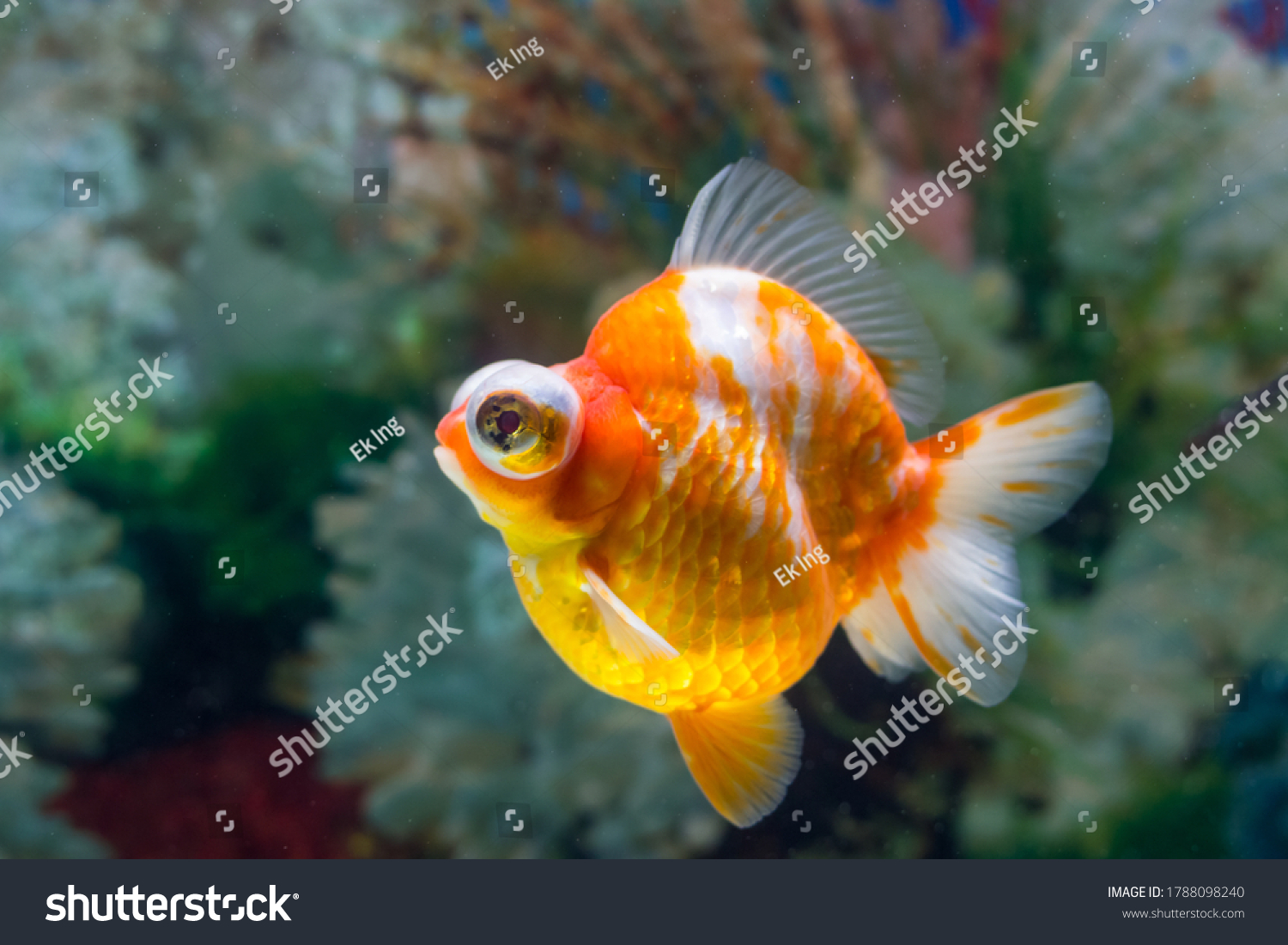 7 Dragoneye goldfish Images, Stock Photos & Vectors | Shutterstock