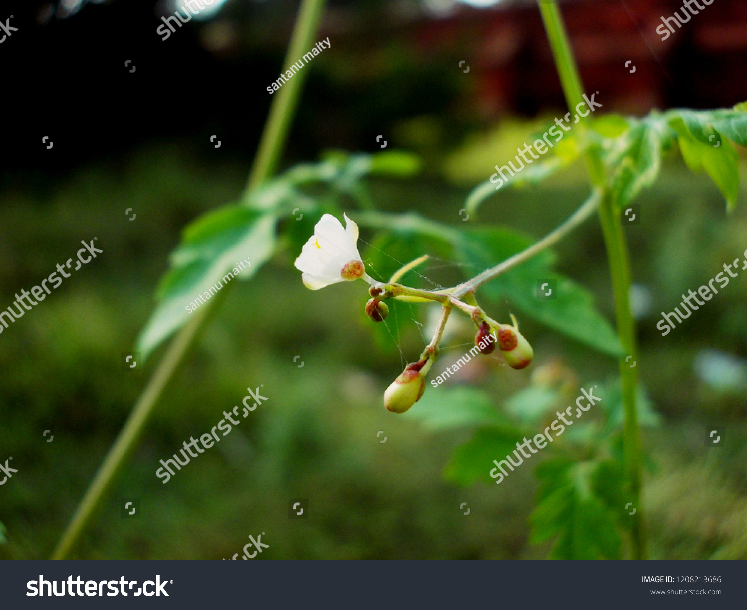 Cardiospermum Halicacabum Flower Fruit Balloon Plant Stock Photo Edit Now