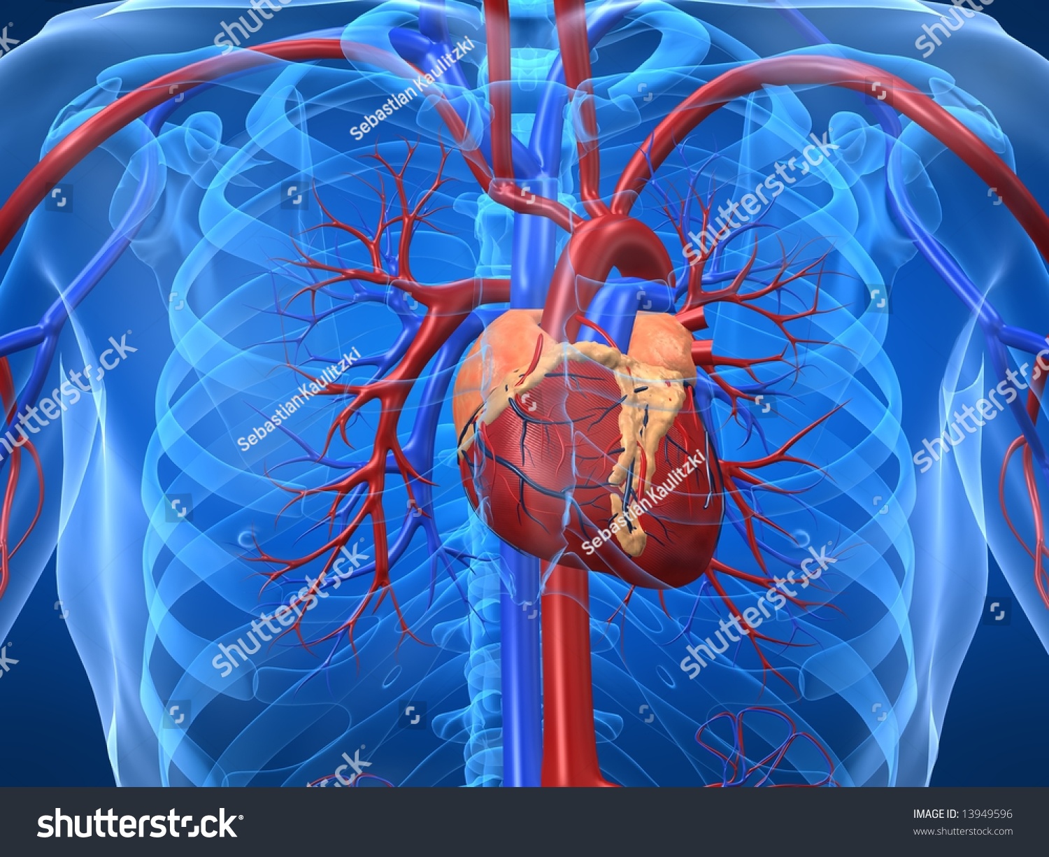 Cardiovascular System Stock Illustration 13949596 - Shutterstock