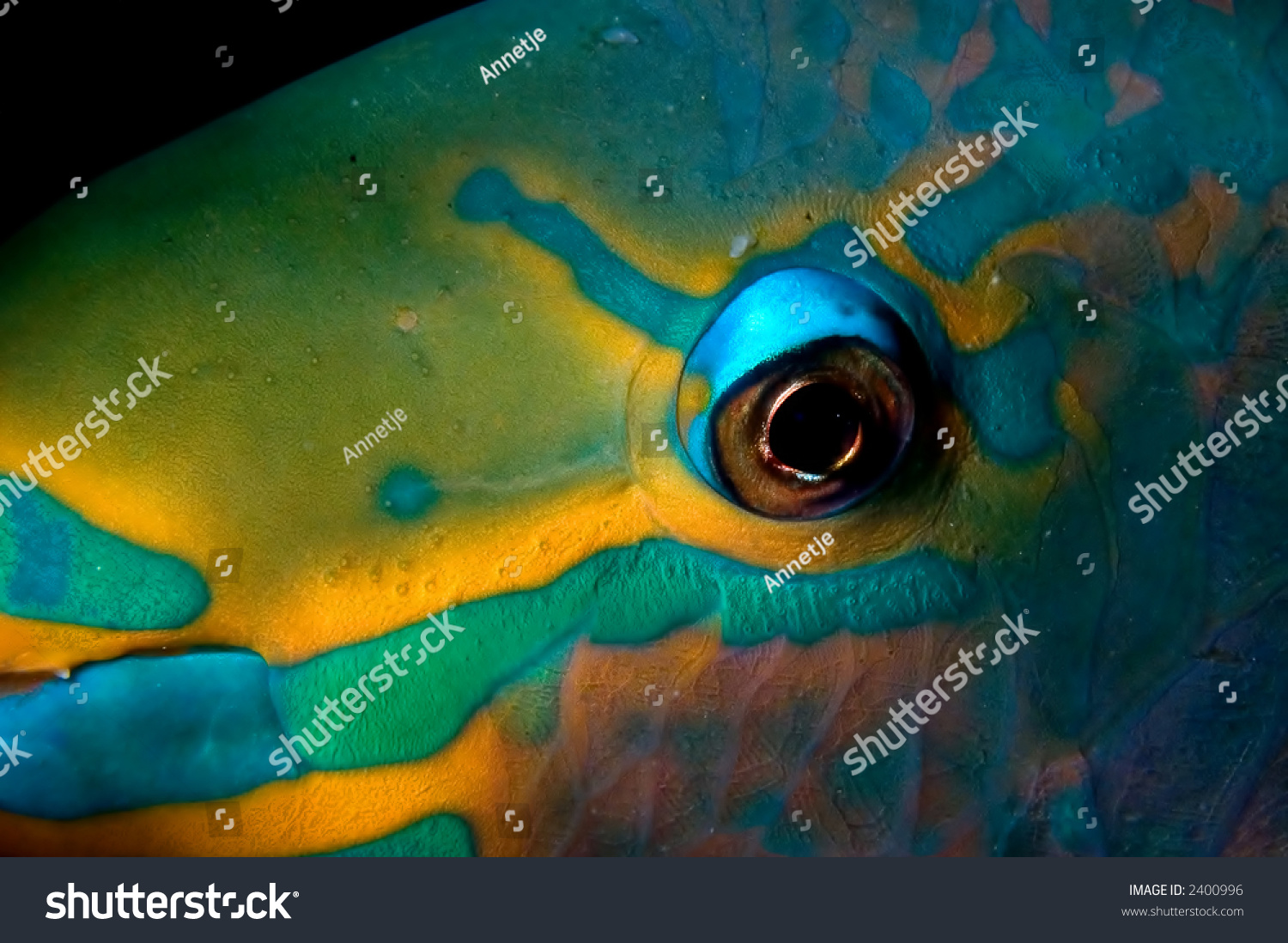 Caribbean Parot-Fish Stock Photo 2400996 : Shutterstock