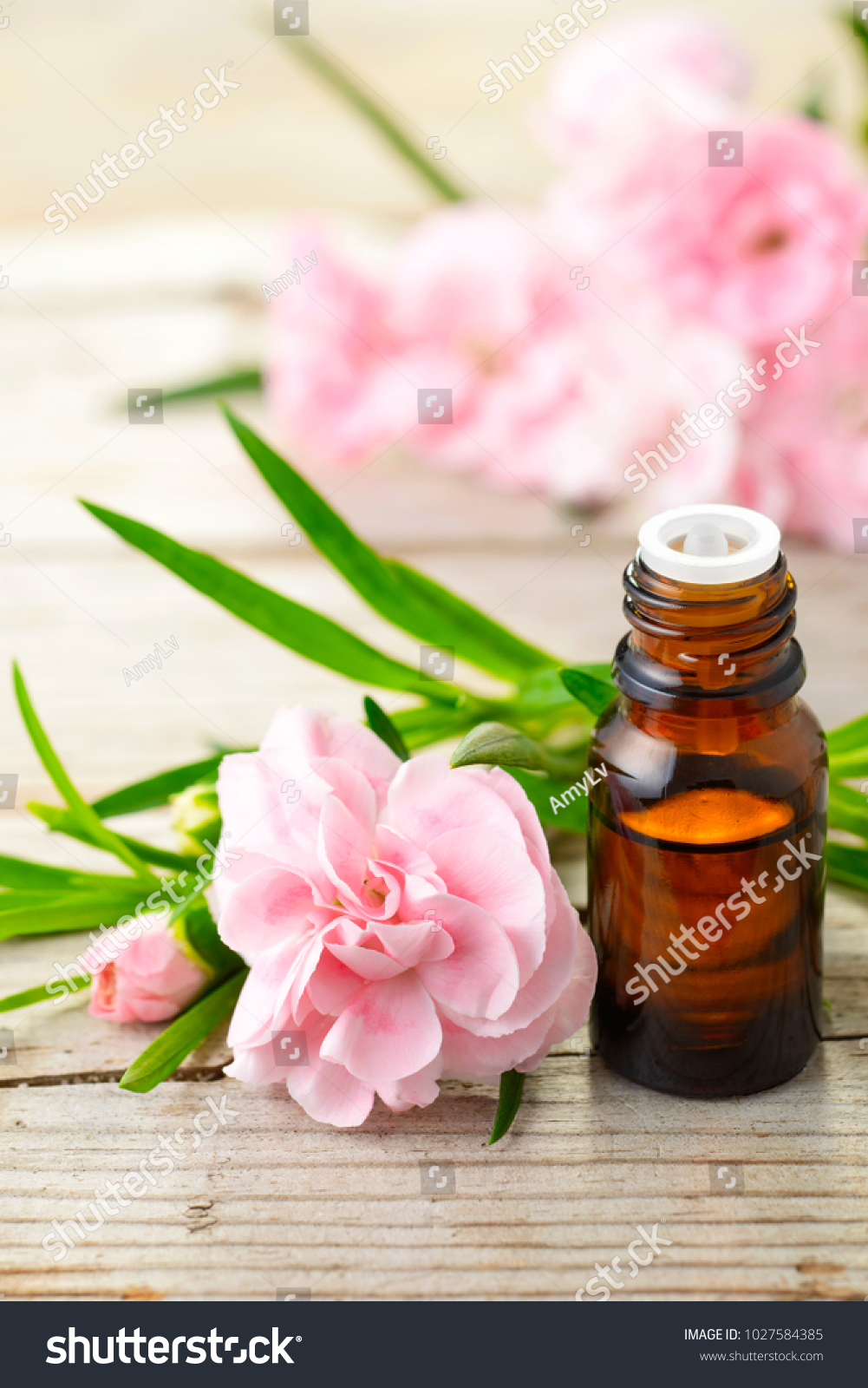 Top rated Carnation Absolute Oil available at best price online