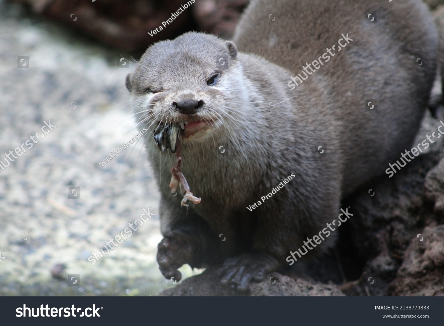 Carnivorous Otter Eating Meat Fish Stock Photo 2138779833 | Shutterstock