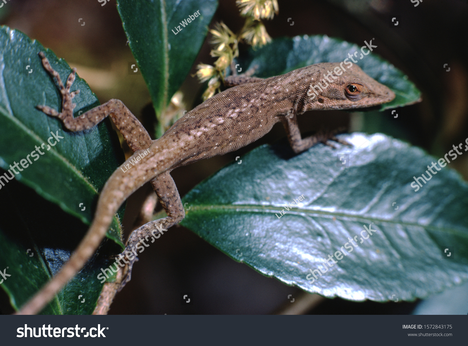 881 Florida chameleon Images, Stock Photos & Vectors | Shutterstock