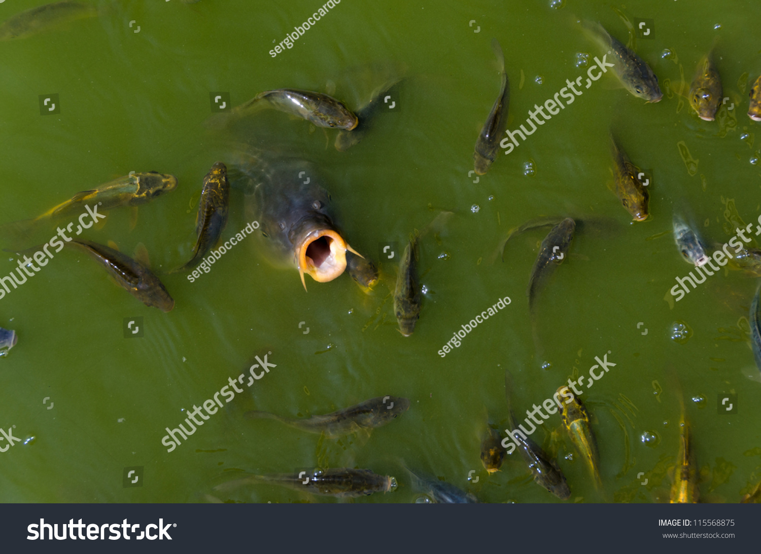 Carp On Surface Mouth Open Stock Photo 115568875 | Shutterstock