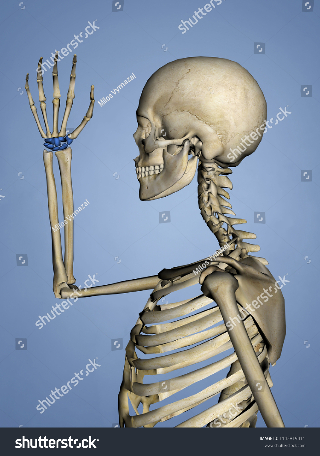 Carpus Human Skeleton 3d Model Stock Illustration 1142819411