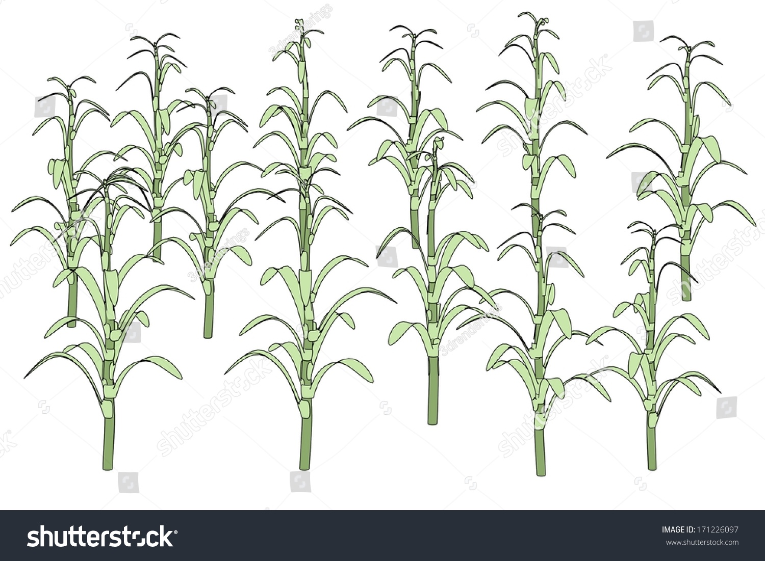 Cartoon Image Corn Stalks Stock Illustration 171226097 - Shutterstock