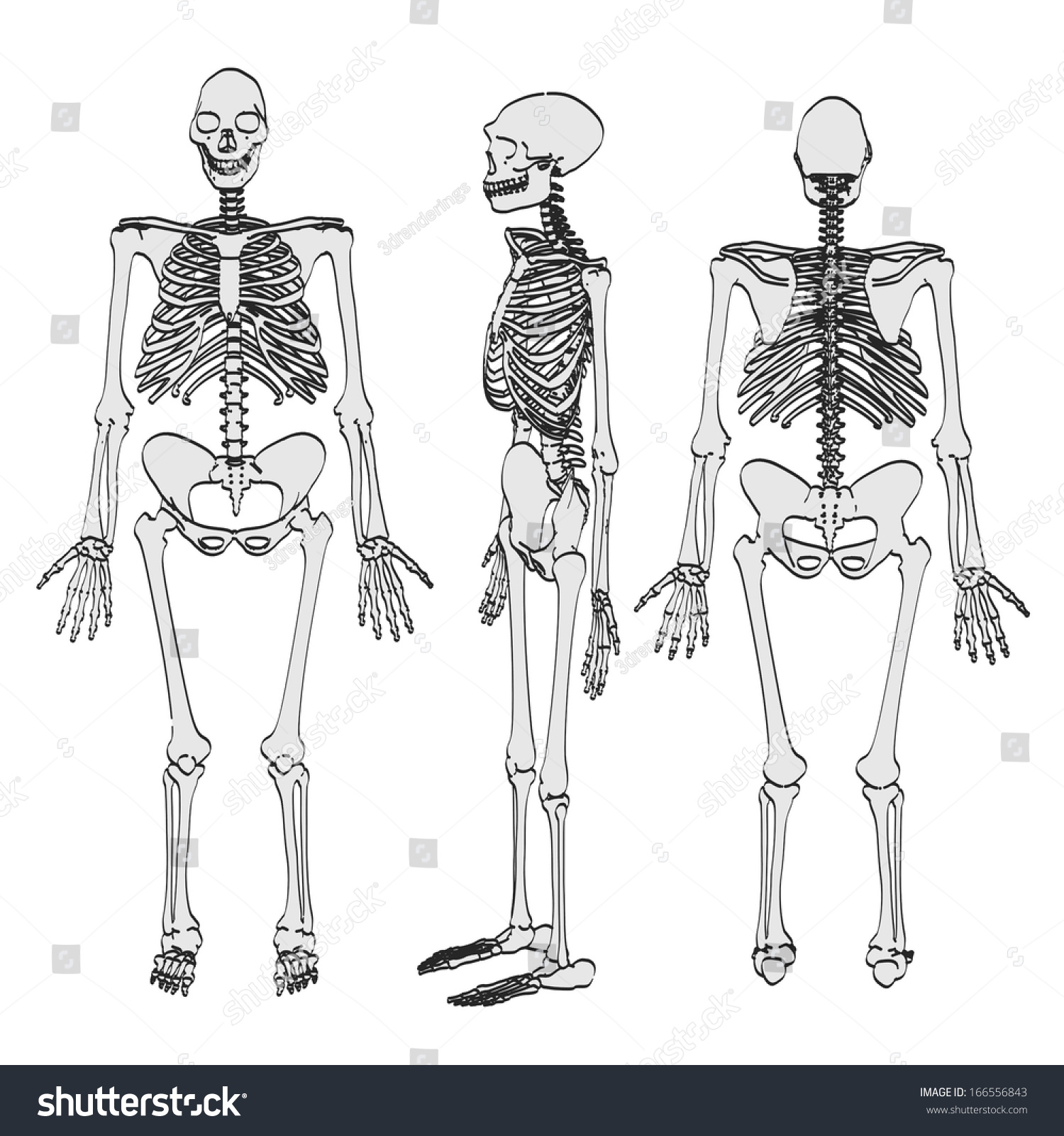 Cartoon Image Homo Erectus Stock Illustration 166556843 - Shutterstock