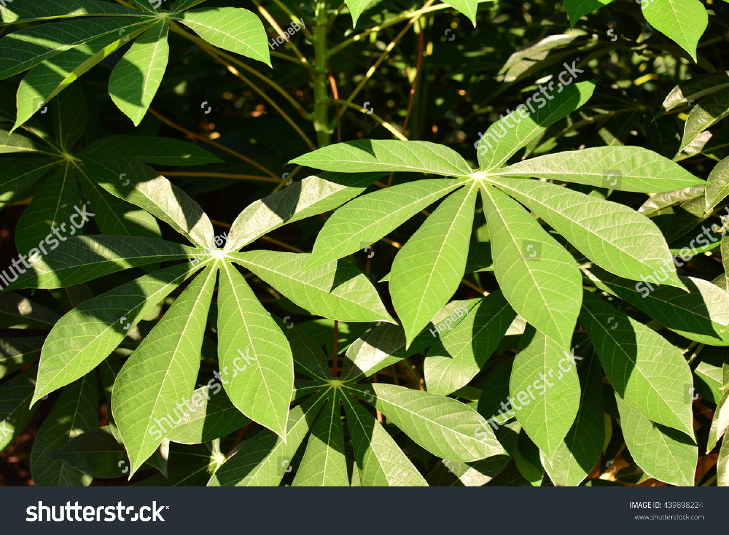 Cassava Leaf Tapioca Leaf Manioc Leaf Stock Photo 439898224 | Shutterstock