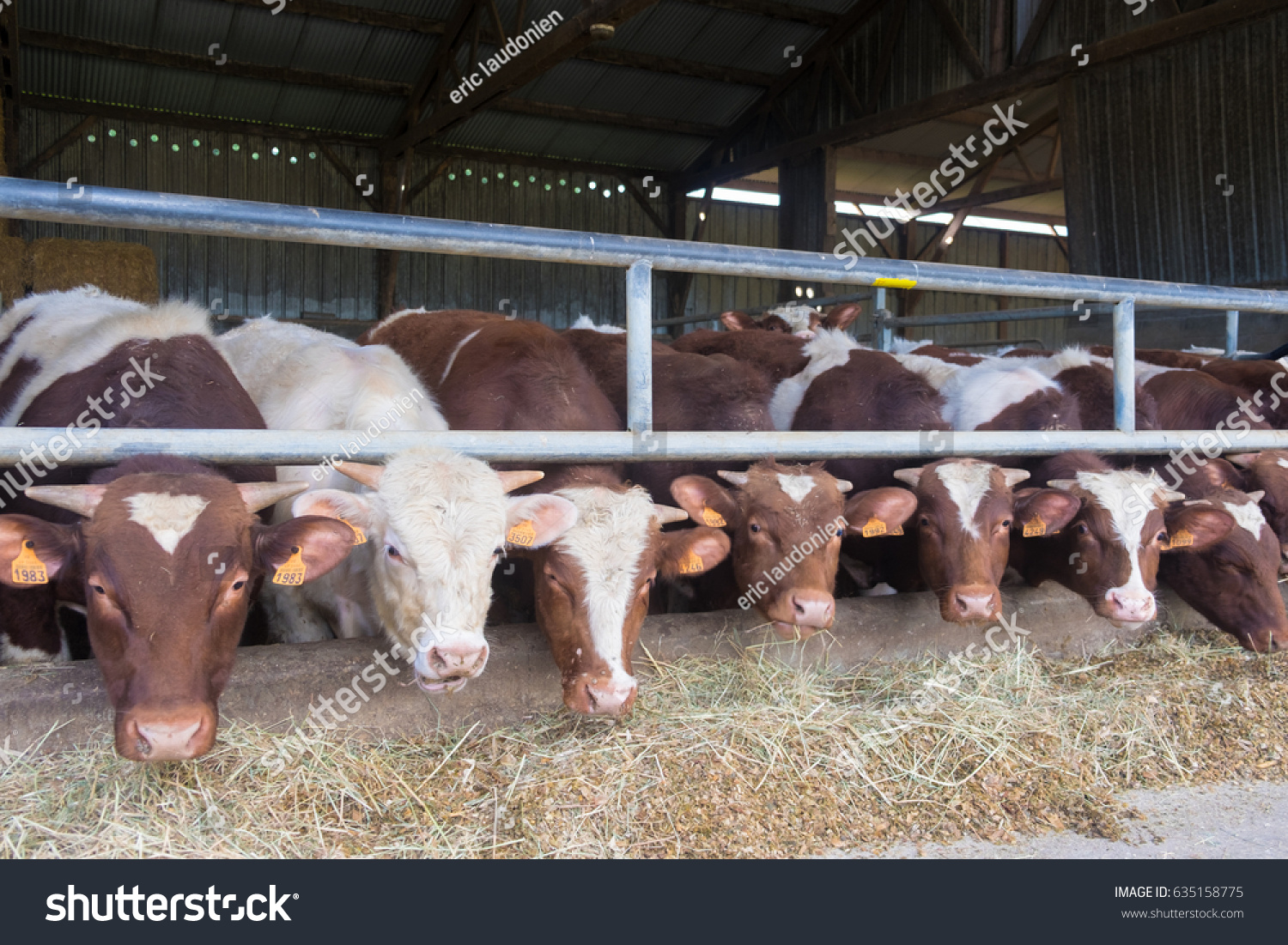 Castrated Young Bulls Steers Stable Feeding Stockfoto 635158775 castrated-young-bulls-steers-stable-feeding-stockfoto-635158775