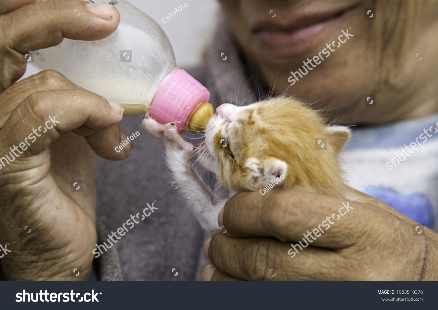 Cat Abandoned Baby Bottle Feline Puppies Stock Photo Edit Now 1088510378