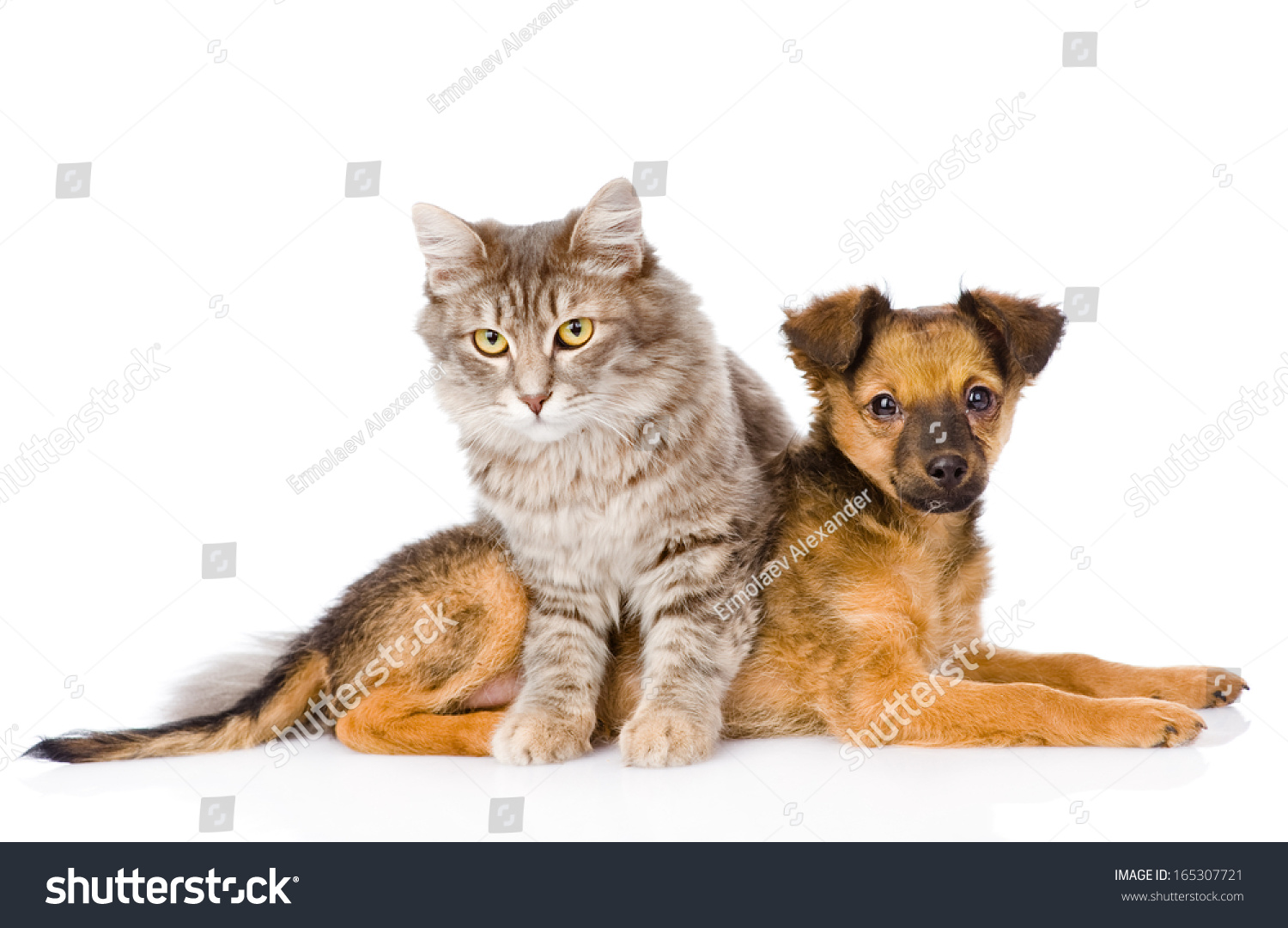 Cat And Dog Looking At Camera. Isolated On White Background Stock Photo ...