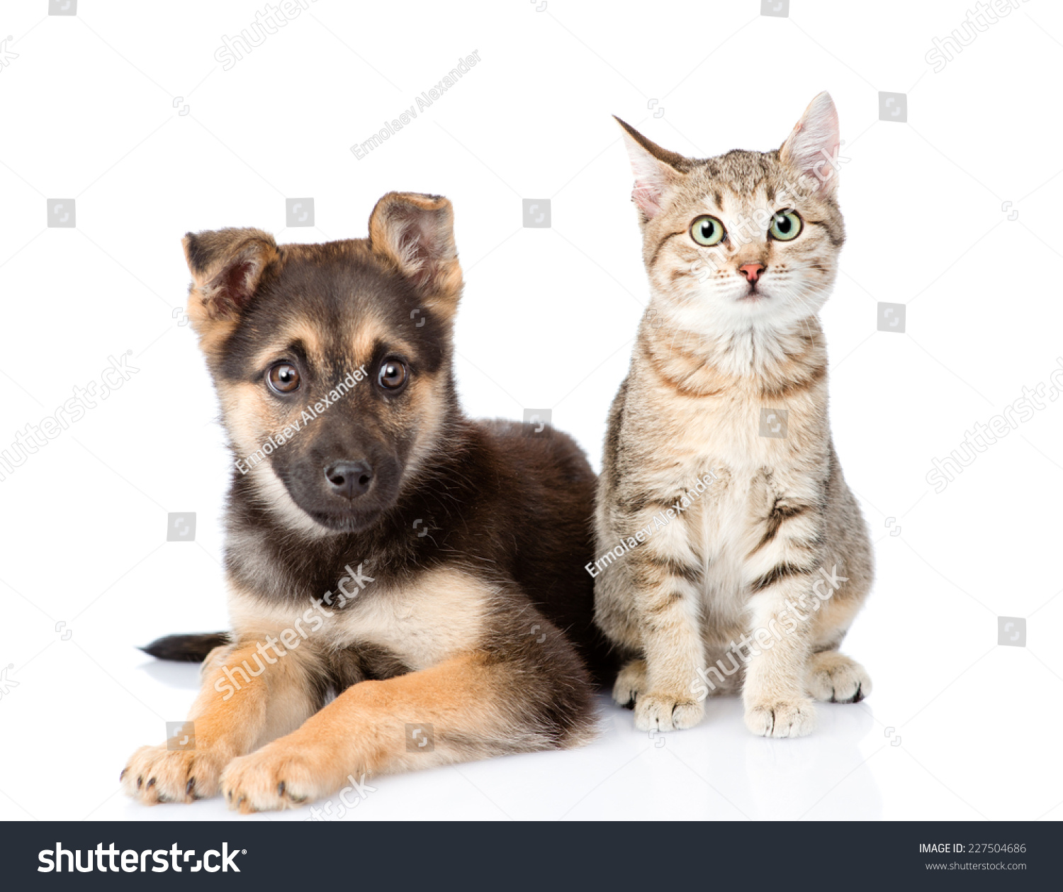 Cat And Dog Sitting In Front. Isolated On White Background Stock Photo ...