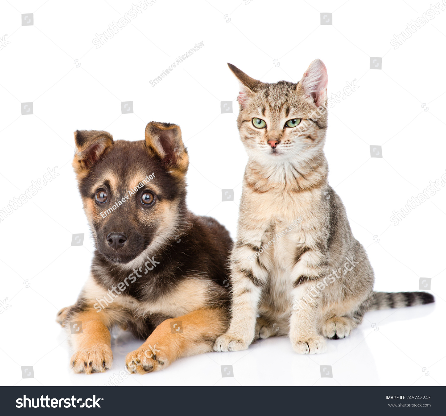 Cat And Dog Sitting Together. Isolated On White Background Stock Photo ...