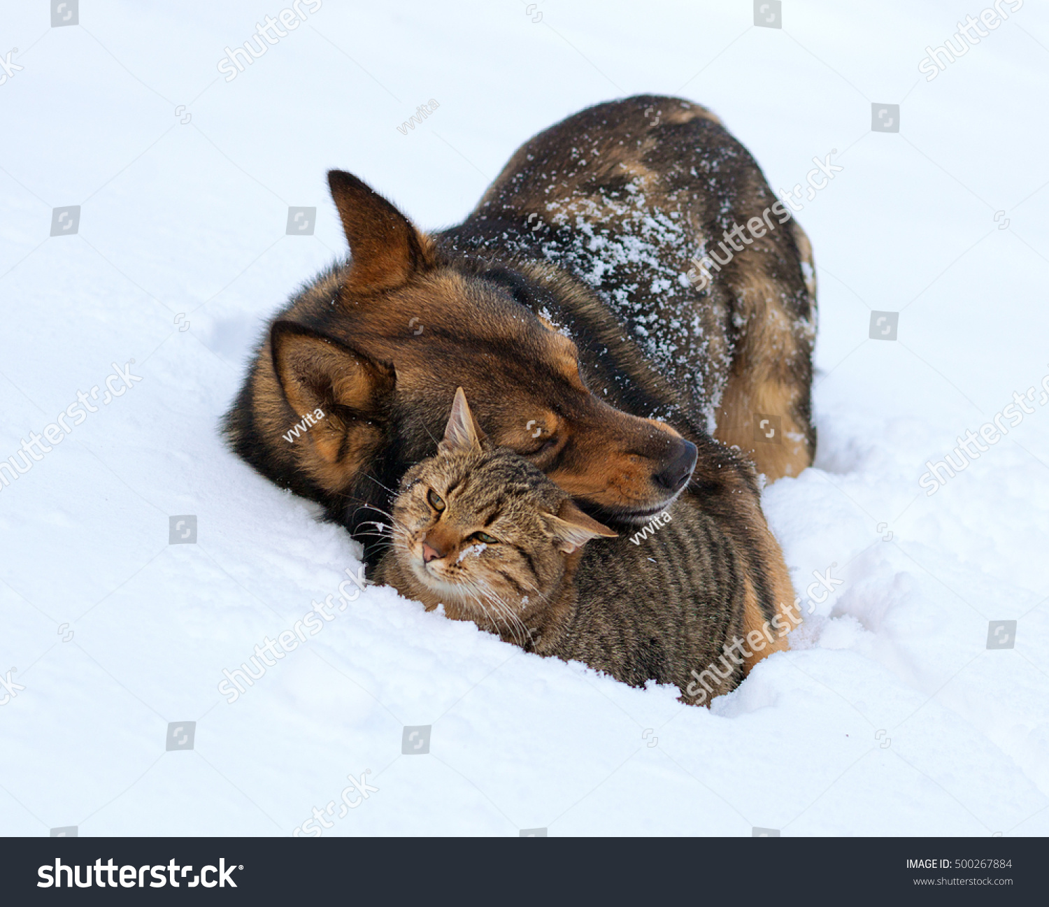 Cat Dog Wolf Hybrid Best Friends Stock Photo Edit Now