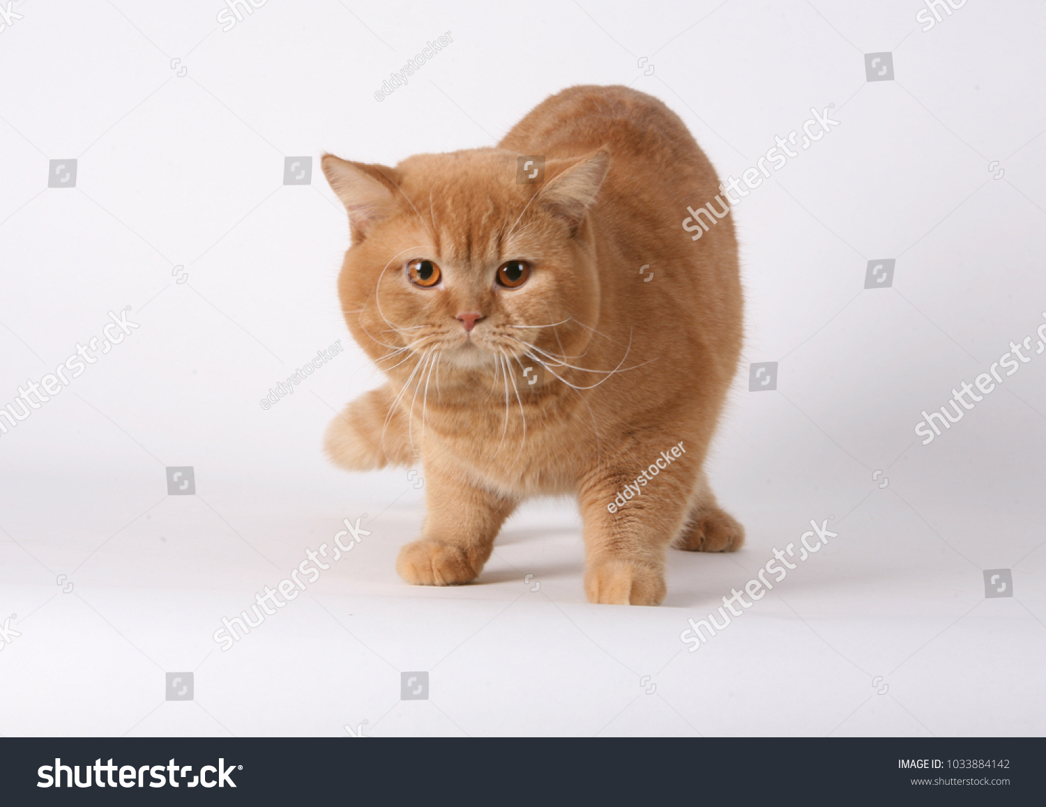 Cat Animal Mammal Breed Shorthaired English Stock Photo Edit Now