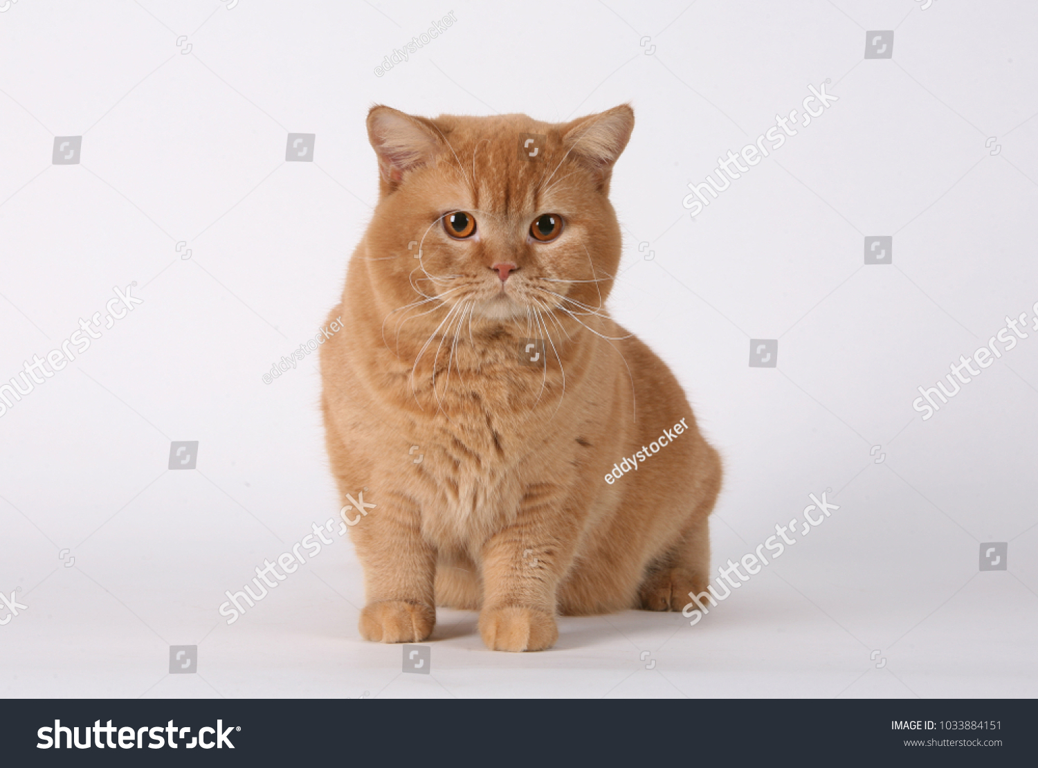 Cat Animal Mammal Breed Shorthaired English Stock Photo Edit Now