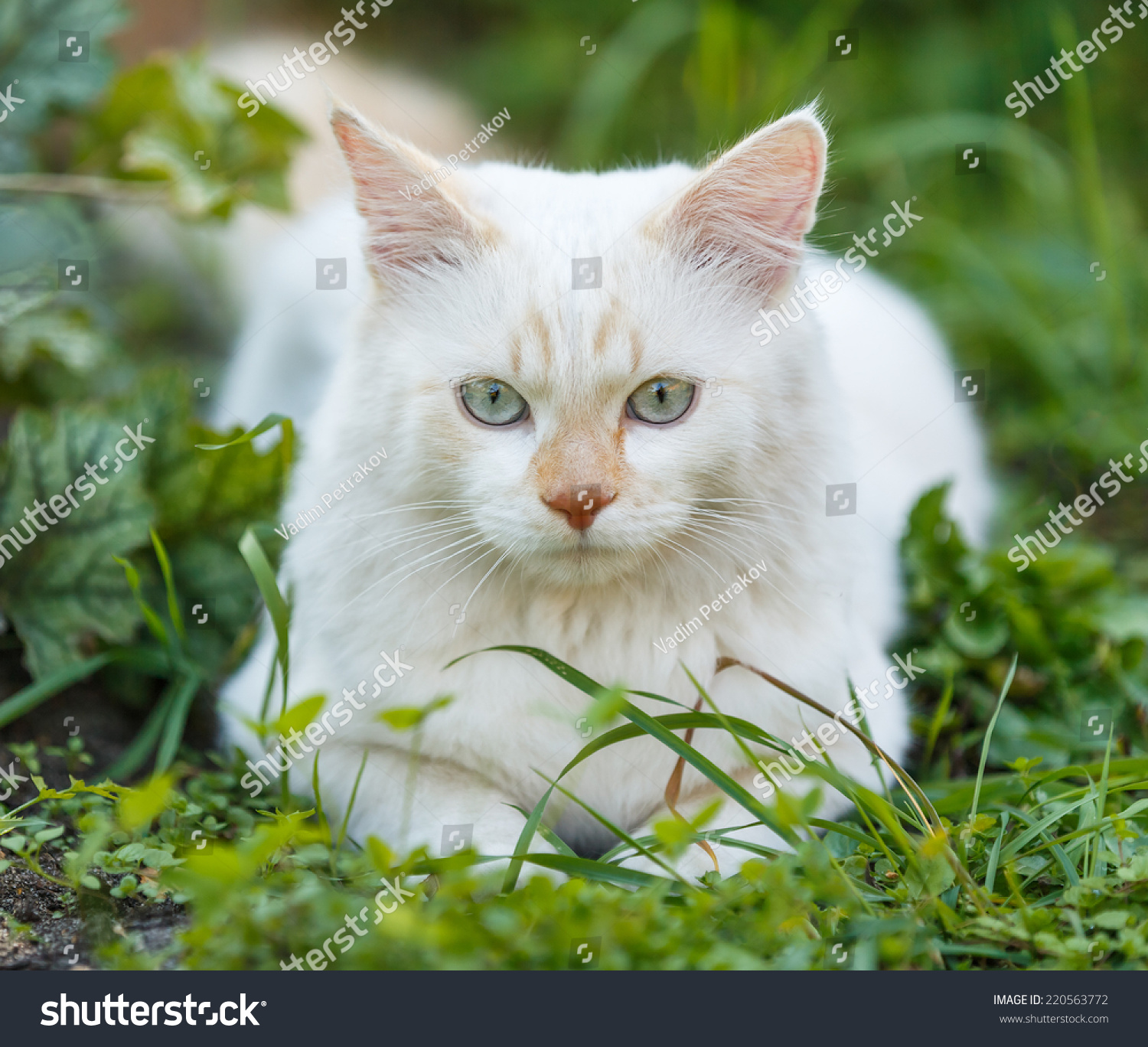 Cat Breed Turkish Van Vankedisi Turkish Stock Photo (Edit Now) 220563772