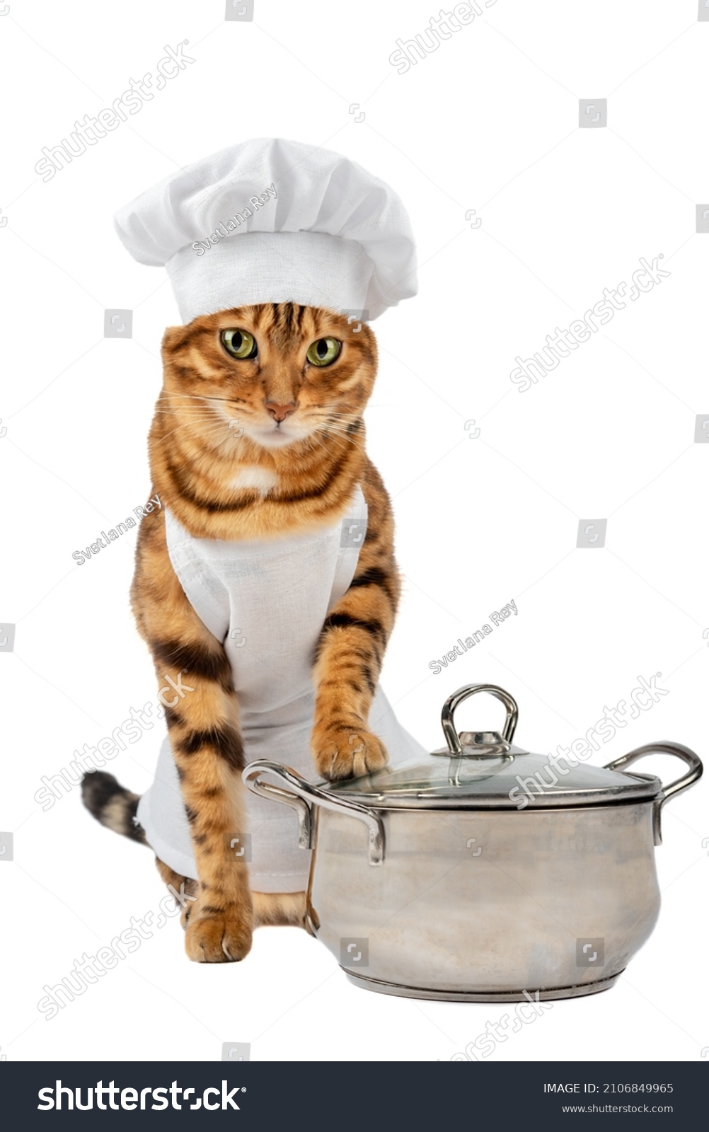 2,790 Cat pan Images, Stock Photos & Vectors | Shutterstock