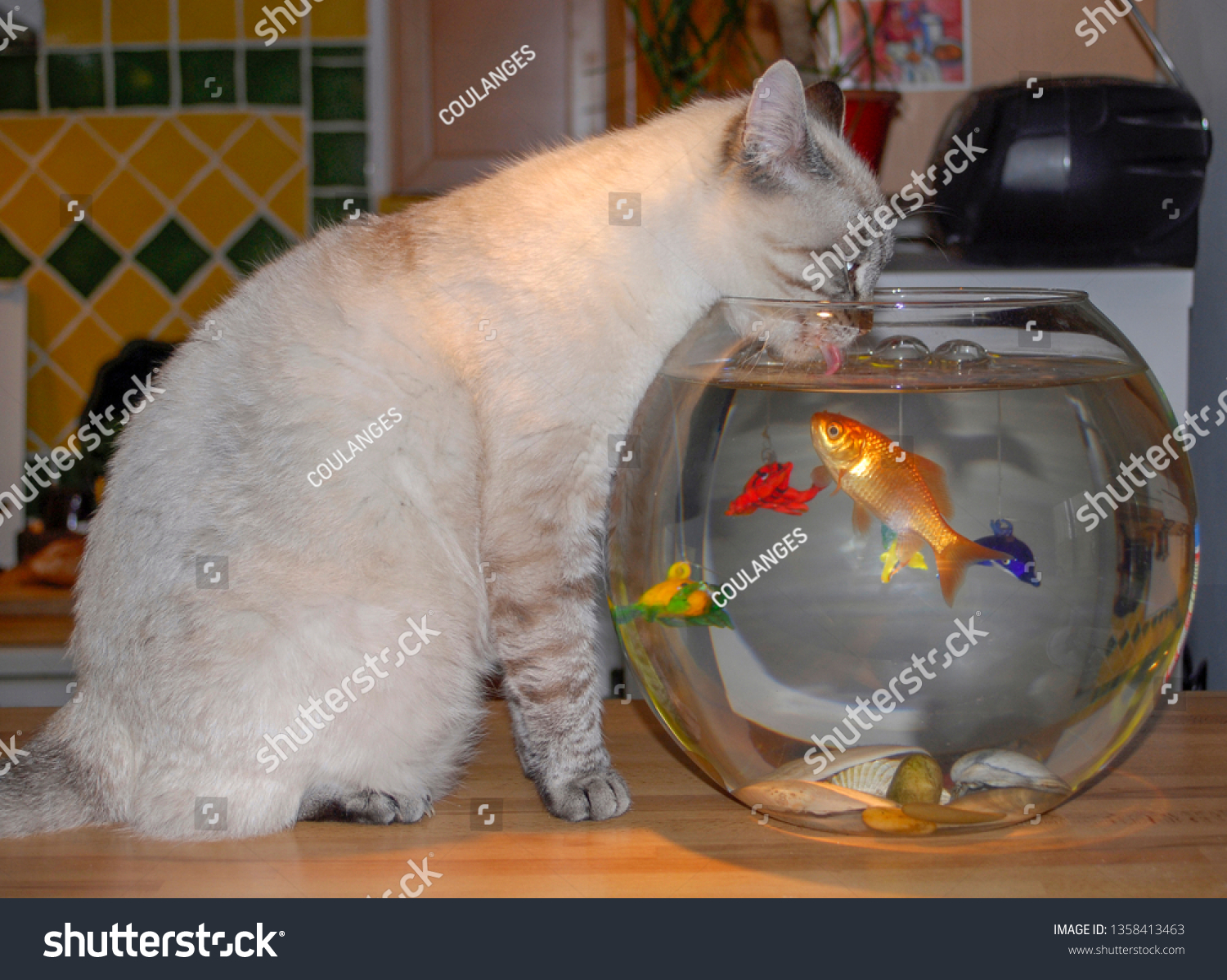 cat drinking fish tank water