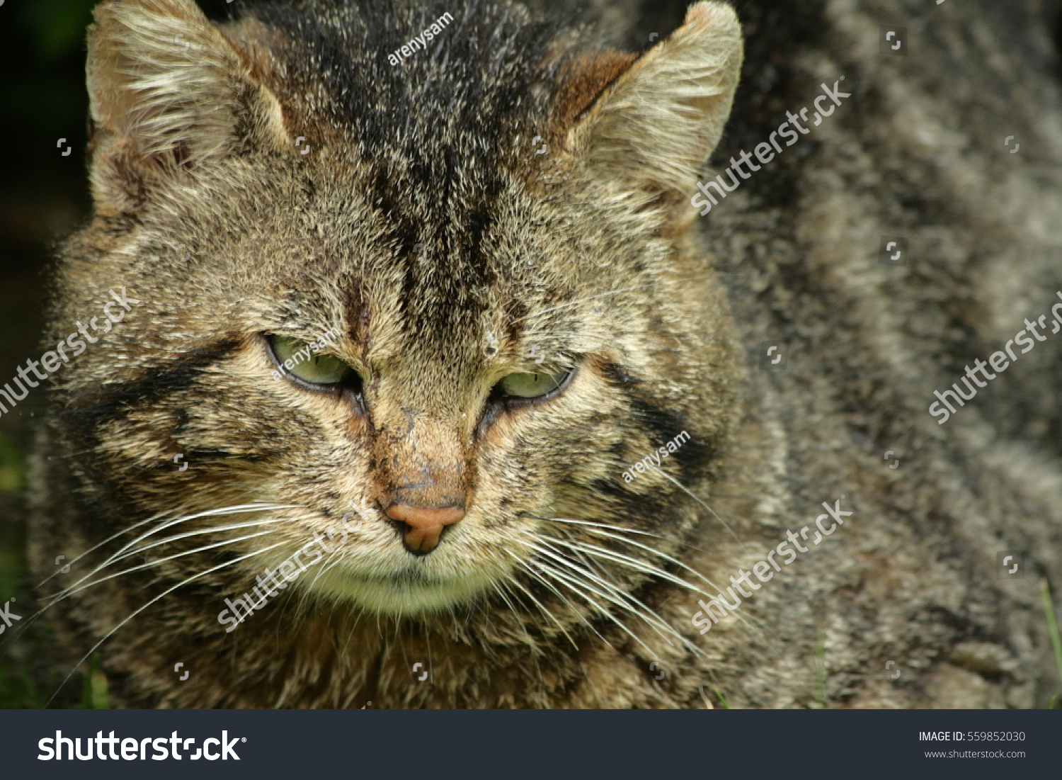 Cat Felis Silvestris Catus Stock Photo 559852030 - Shutterstock