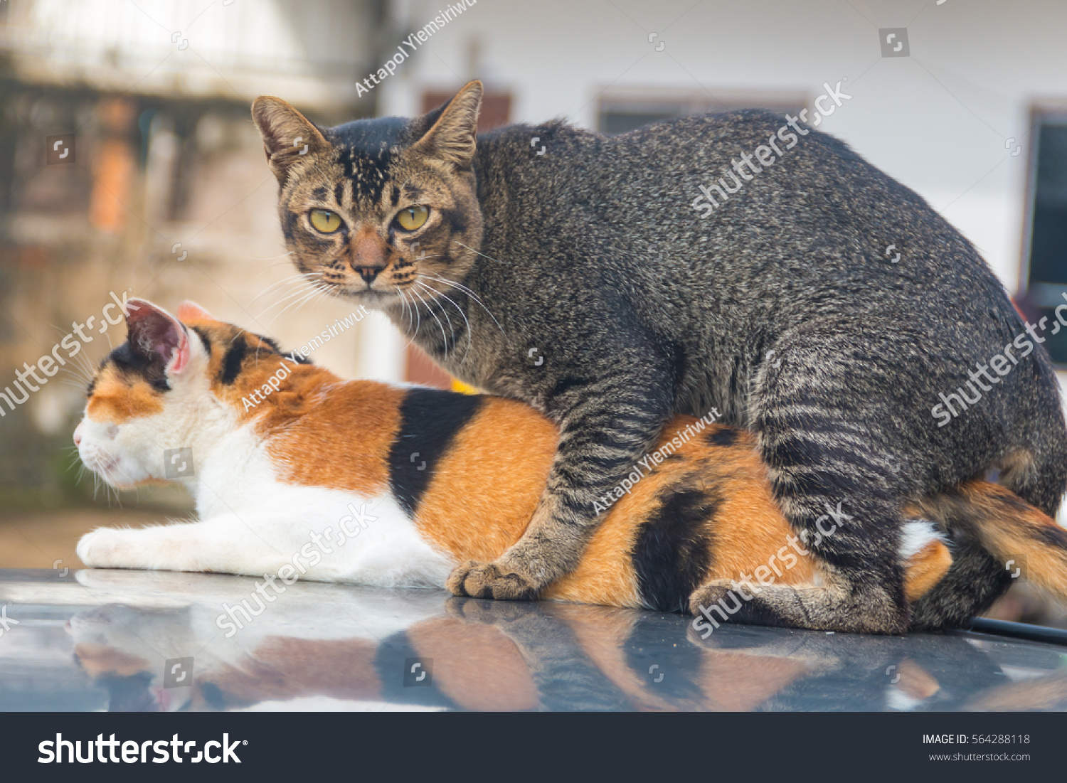 cat sex id Wendy strip search