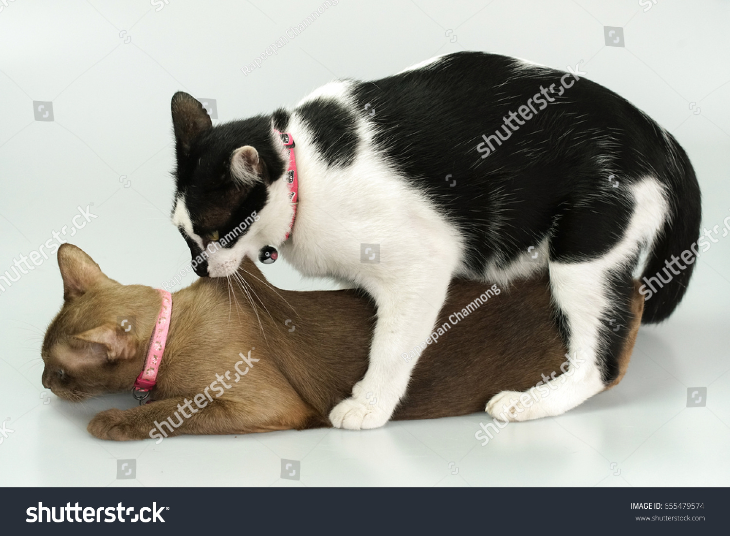 cat sex id Sunset tan nude