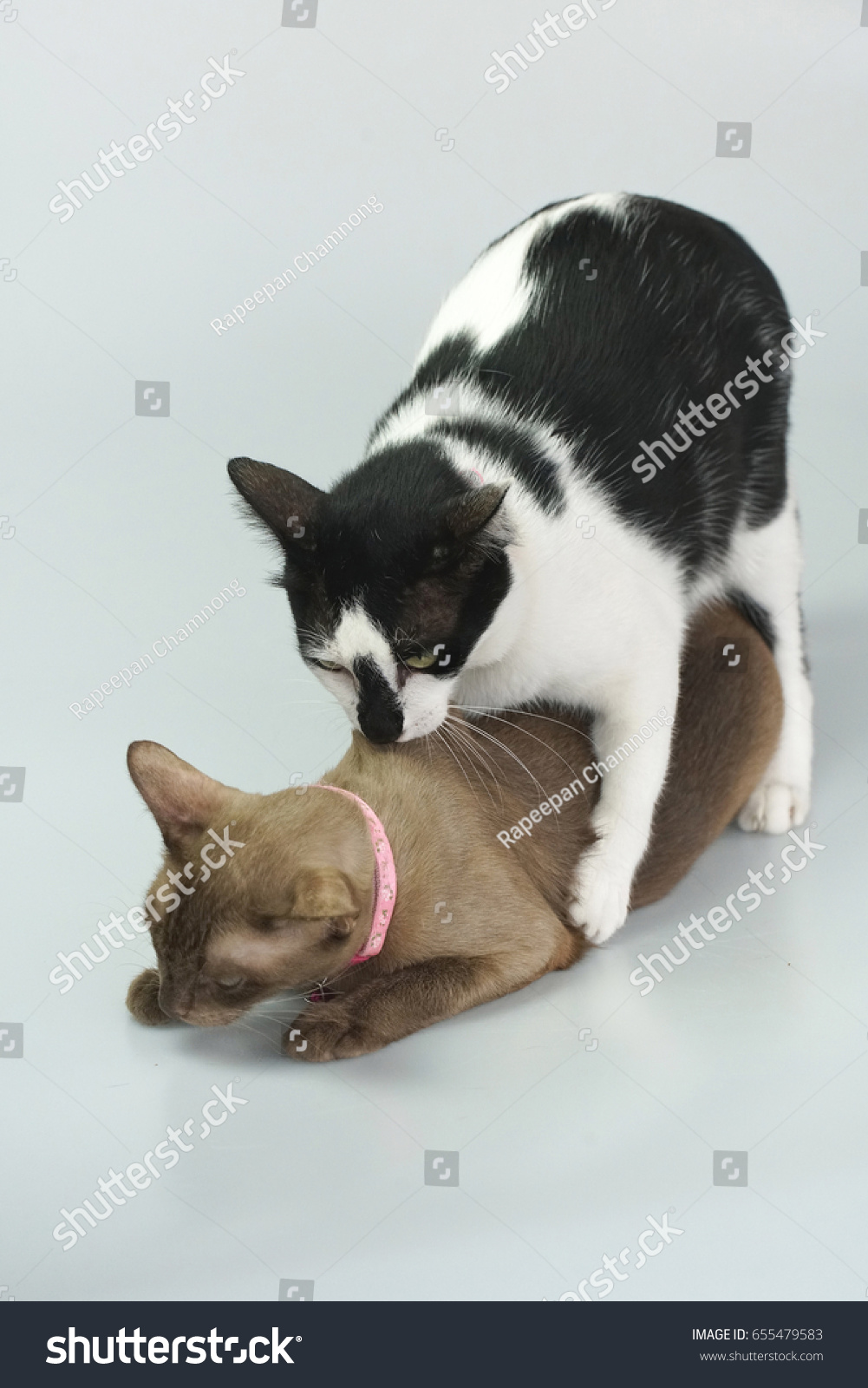 Cat sex in Shantou