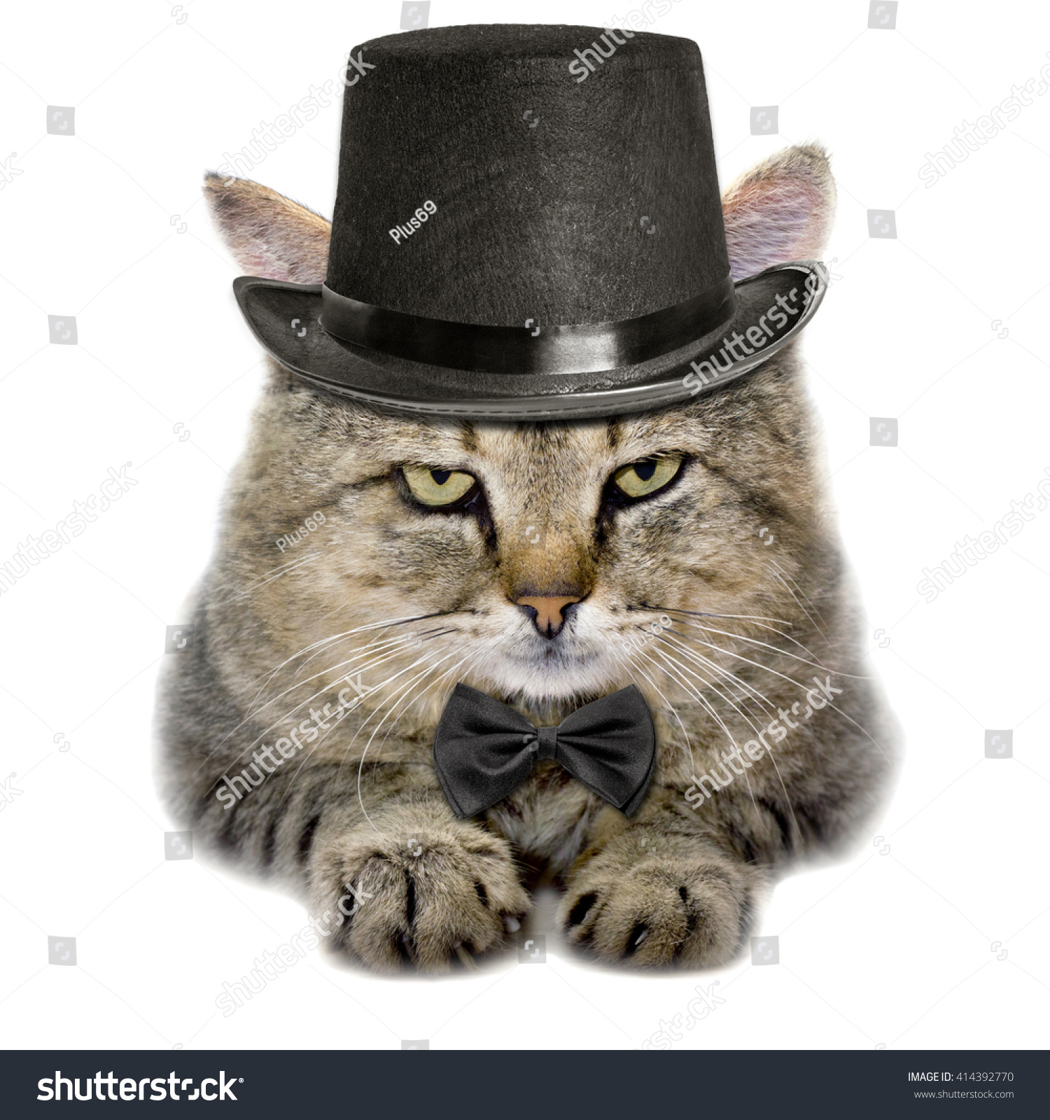 Cat Hat Tie Butterfly Isolated On Stock Photo Edit Now 414392770