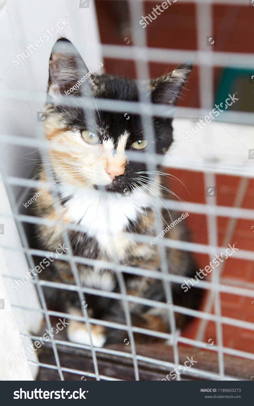 Cat Cage Shelter Waiting Be Rehomed Stock Photo Edit Now 1189603273