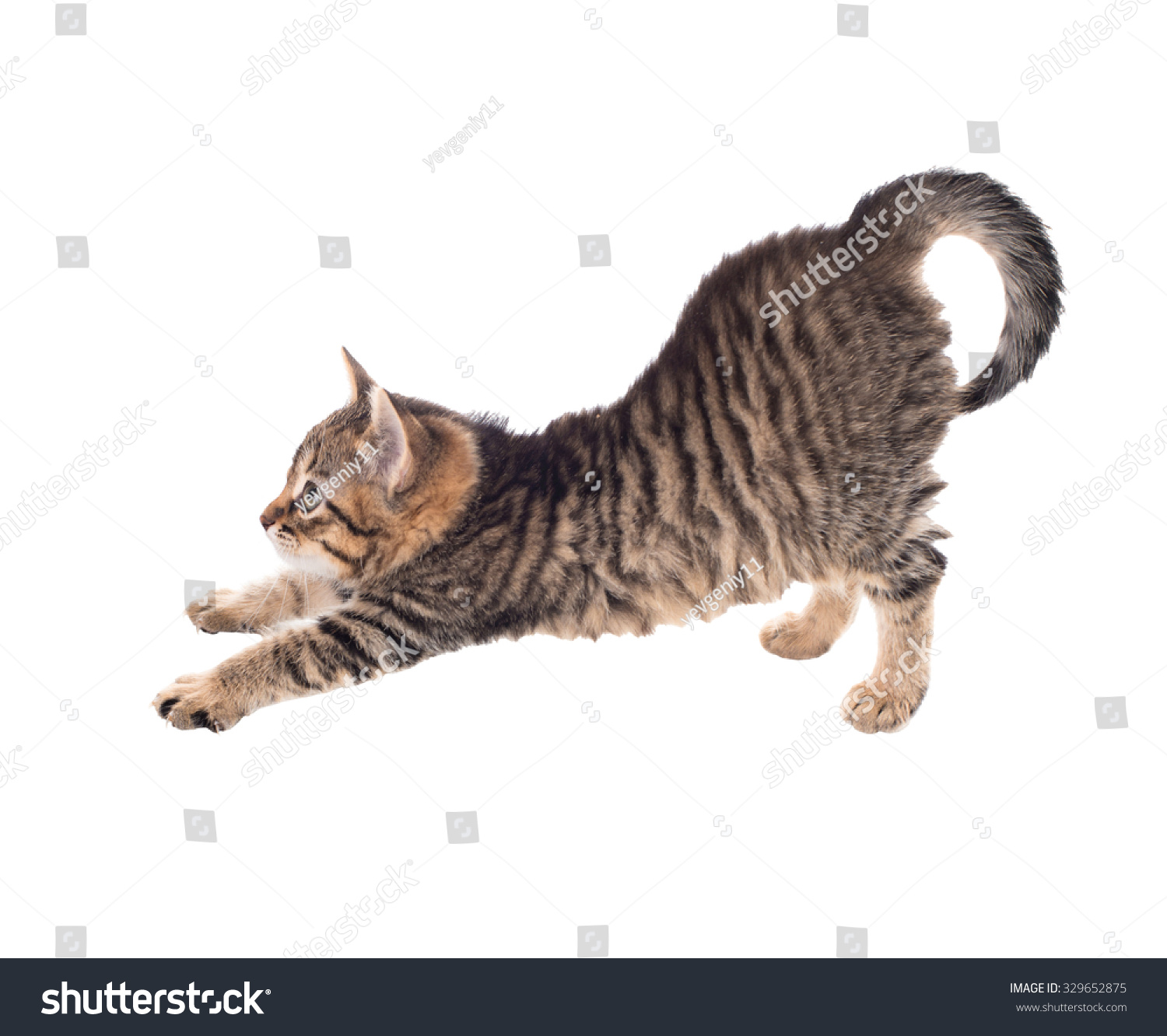 Cat Motion Isolated Stock Photo (Edit 