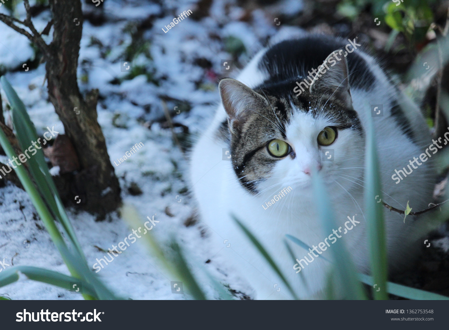 Cat Snow Beautiful Eyes Face Stock Photo (Edit Now) 1362753548