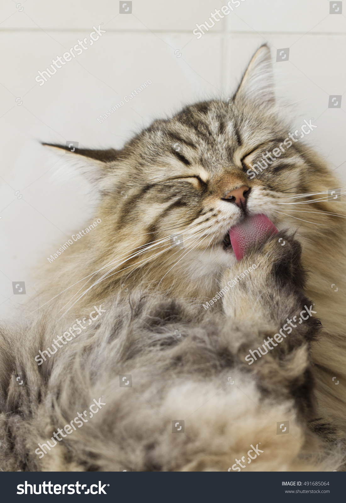 Cat Licking Paw Furry Brown Siberi