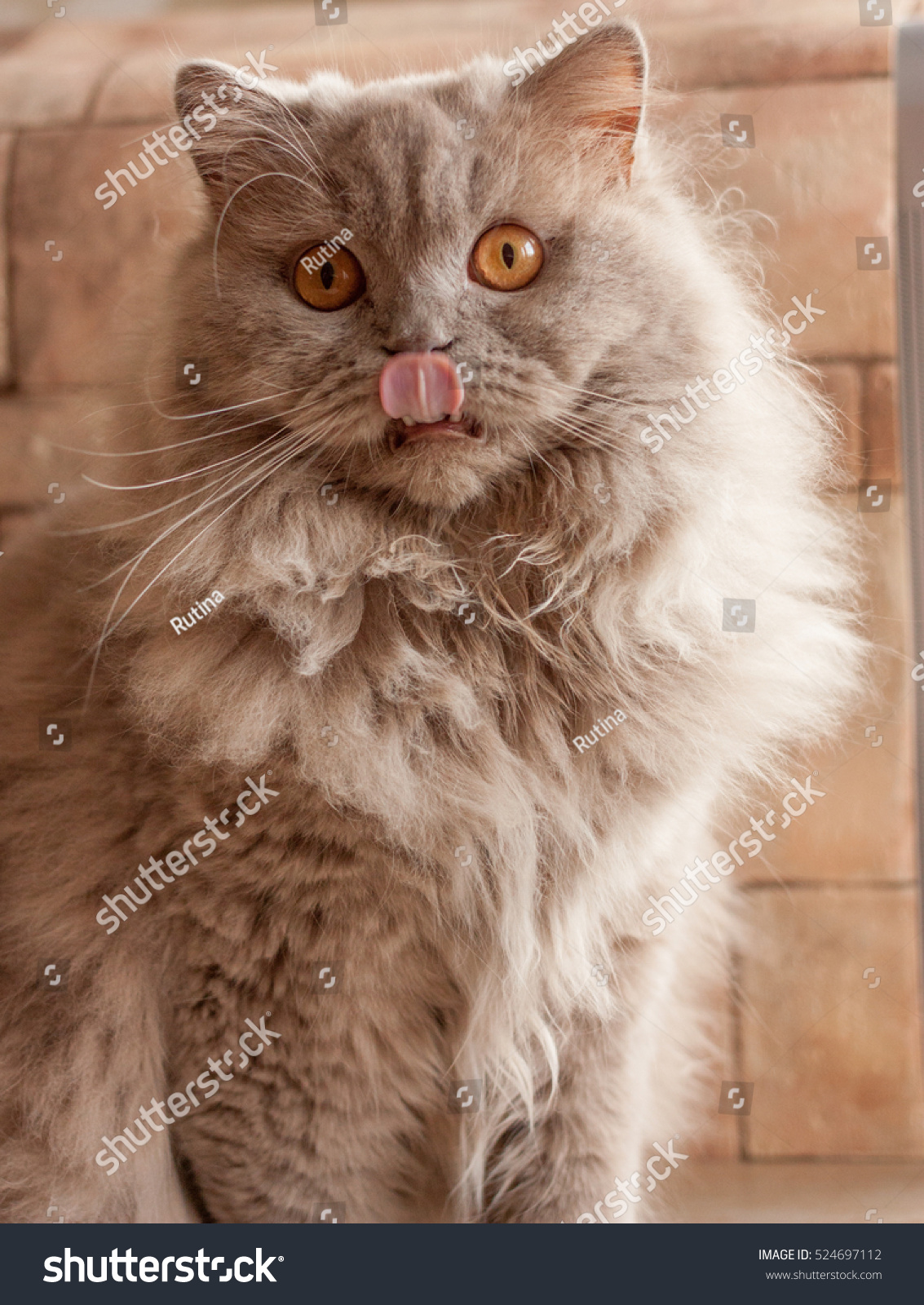 Cat Lilac British Longhair Stock Photo Edit Now